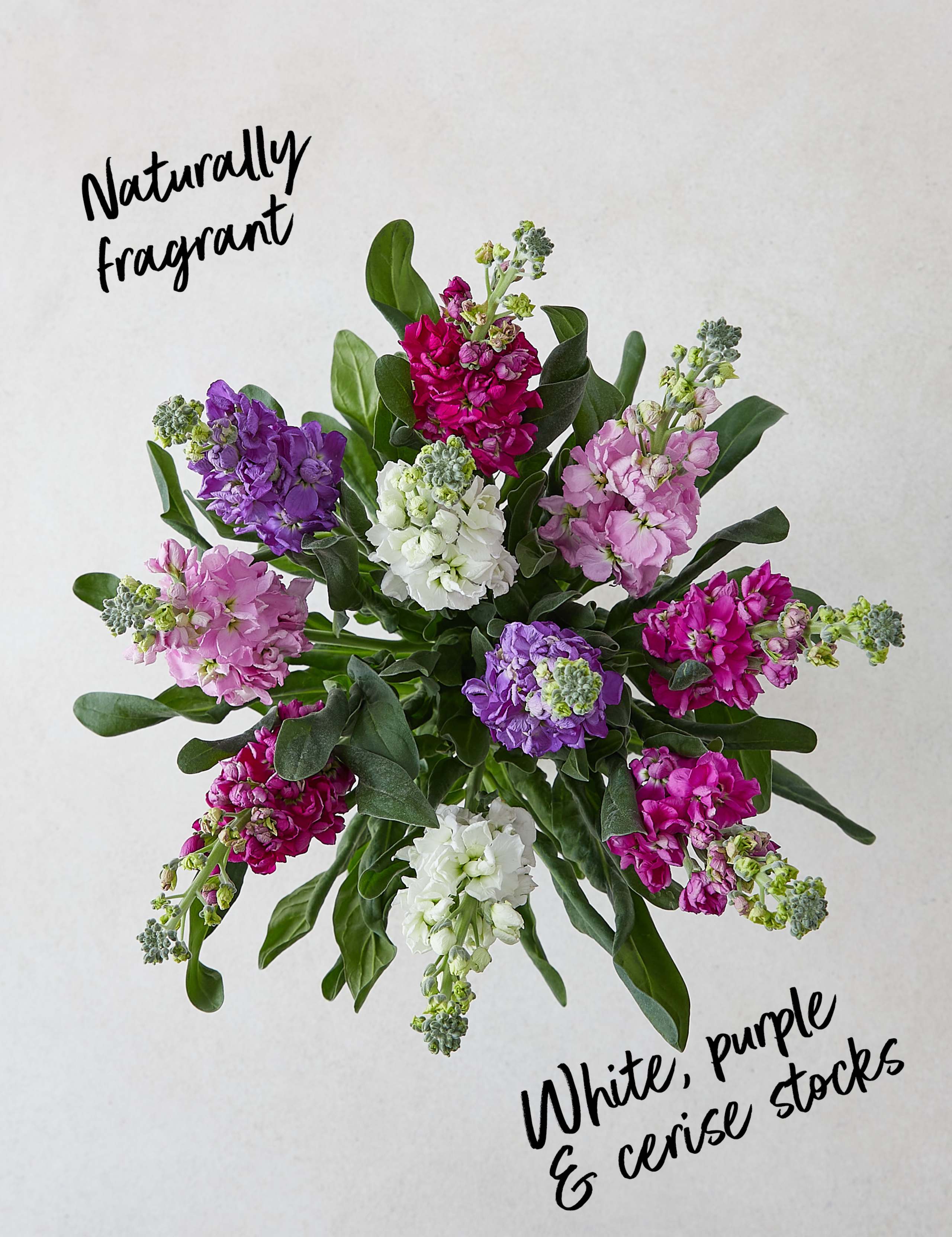 Collection Giant Scented Stock (Delivery from 3rd April 2021) 2 of 4