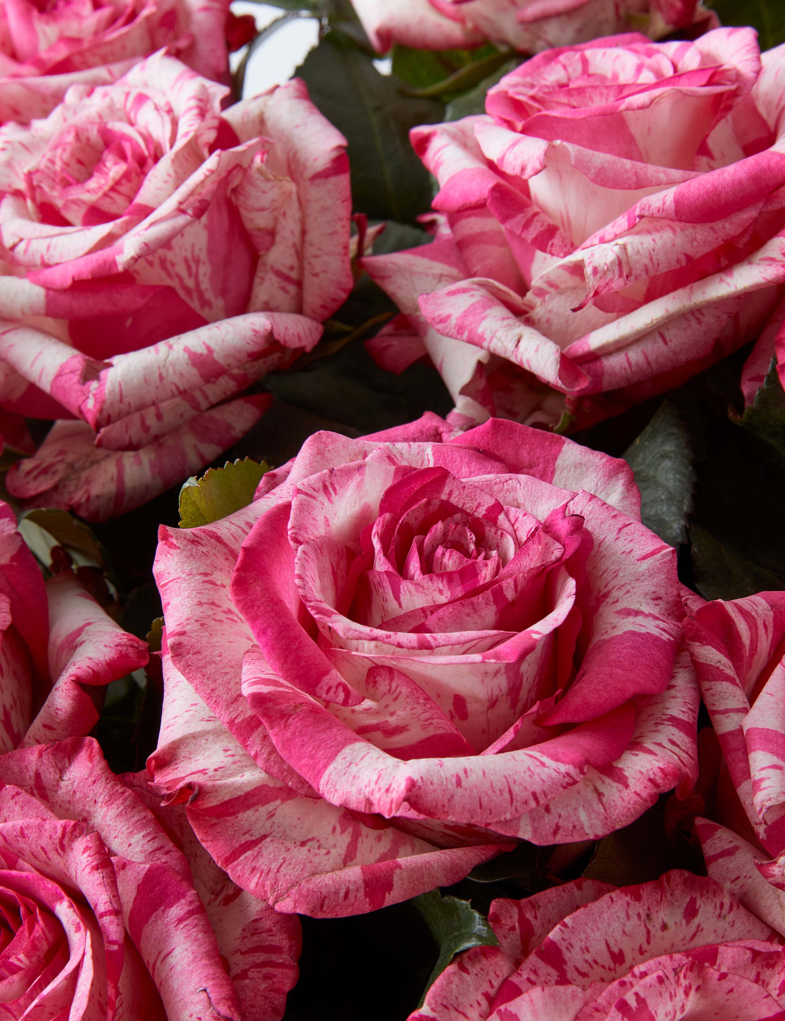 Magic Times Roses Bouquet 4 of 4