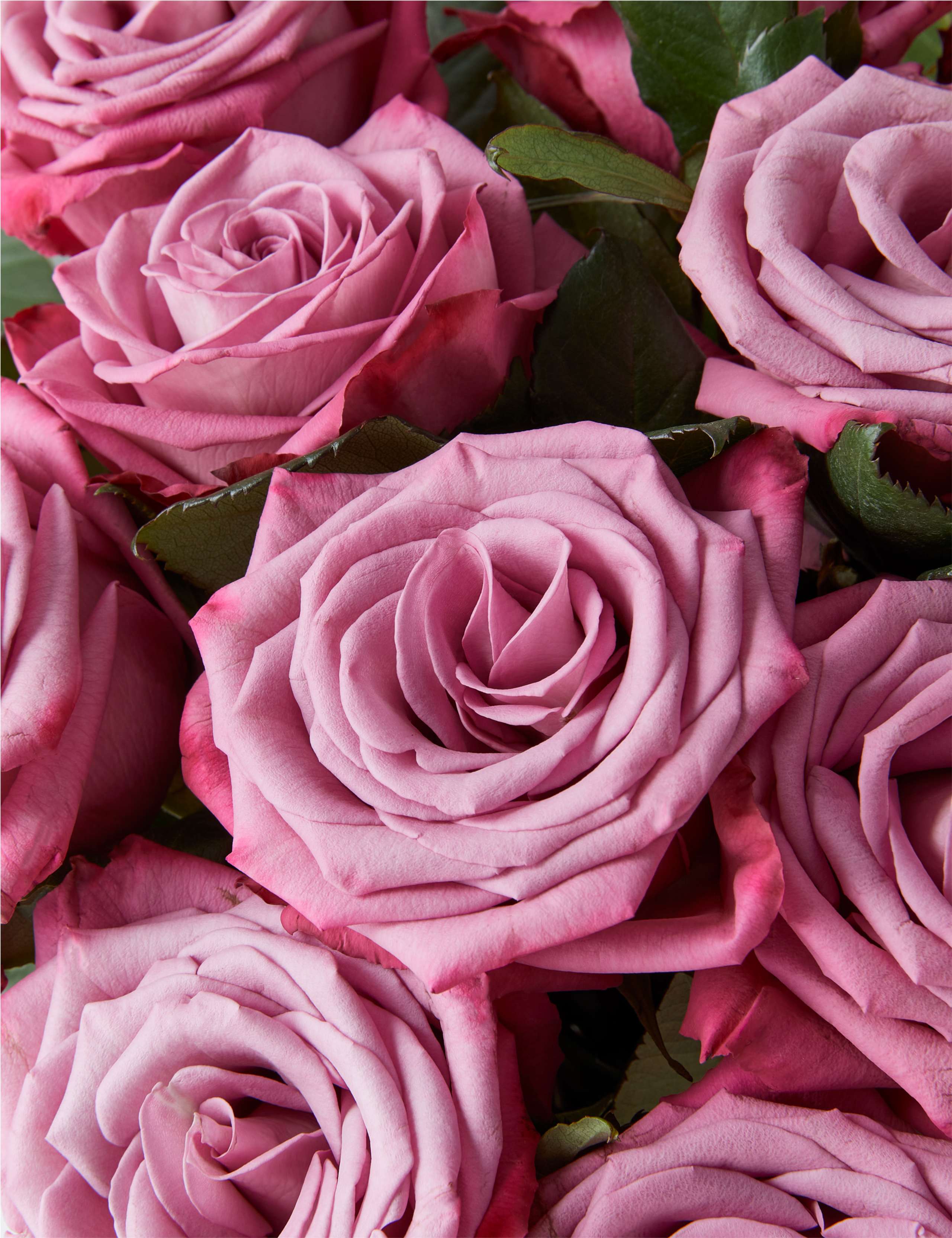 Moody Blues Roses Bouquet 4 of 4