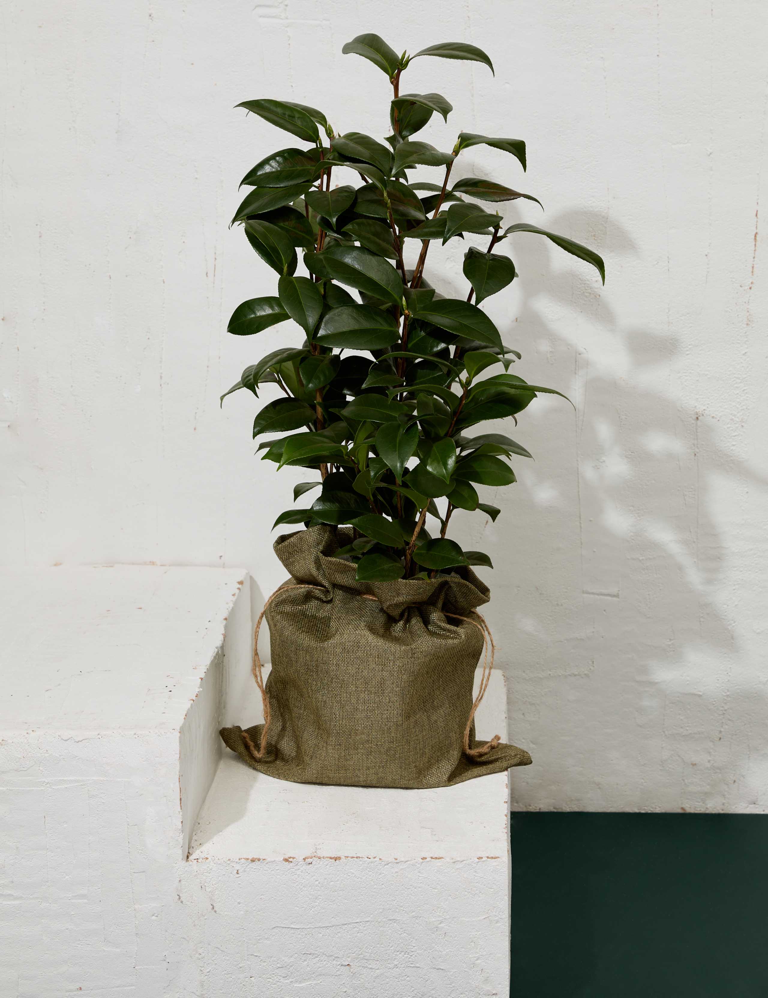 Camellia in Hessian Bag 1 of 3