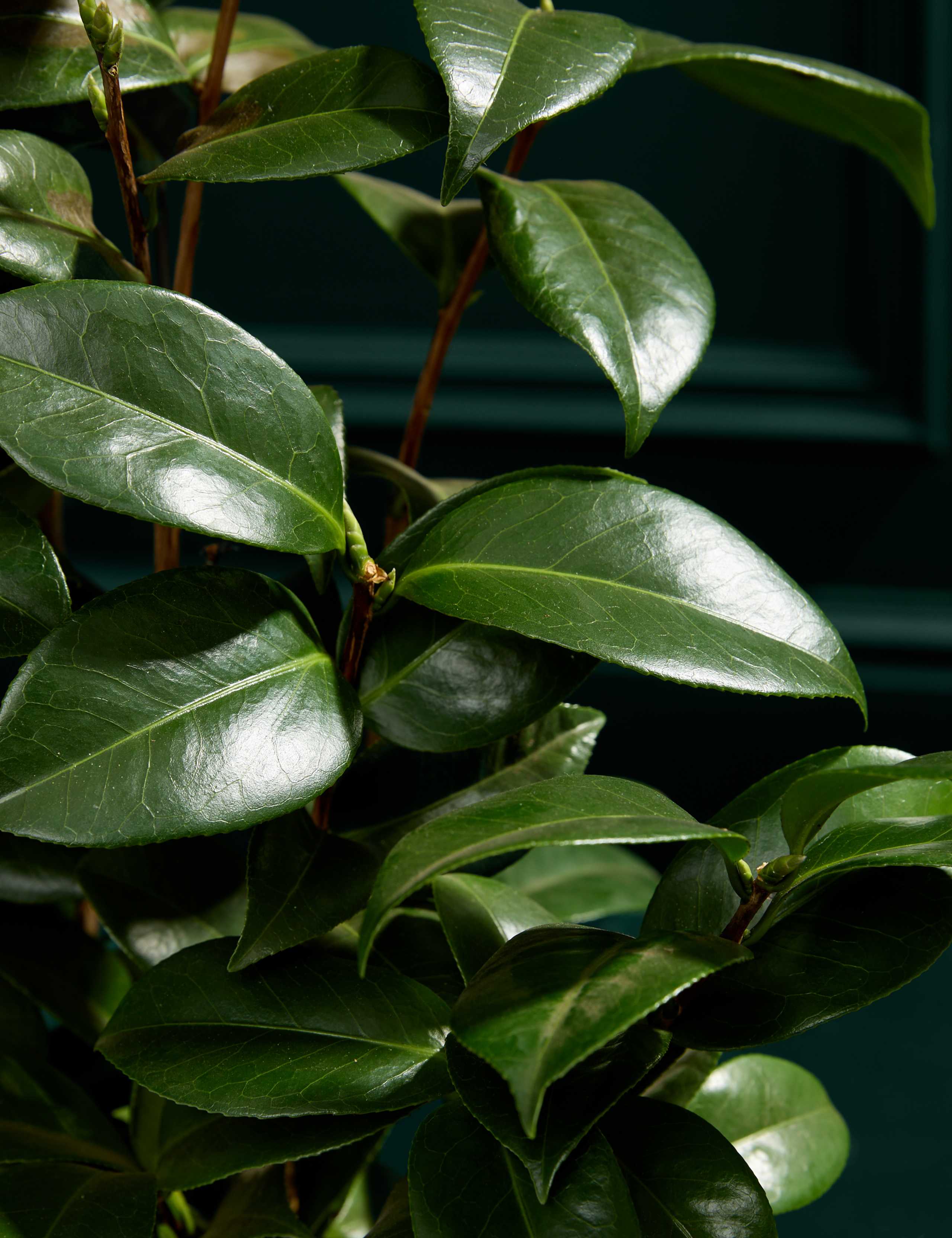 Camellia in Hessian Bag 2 of 3