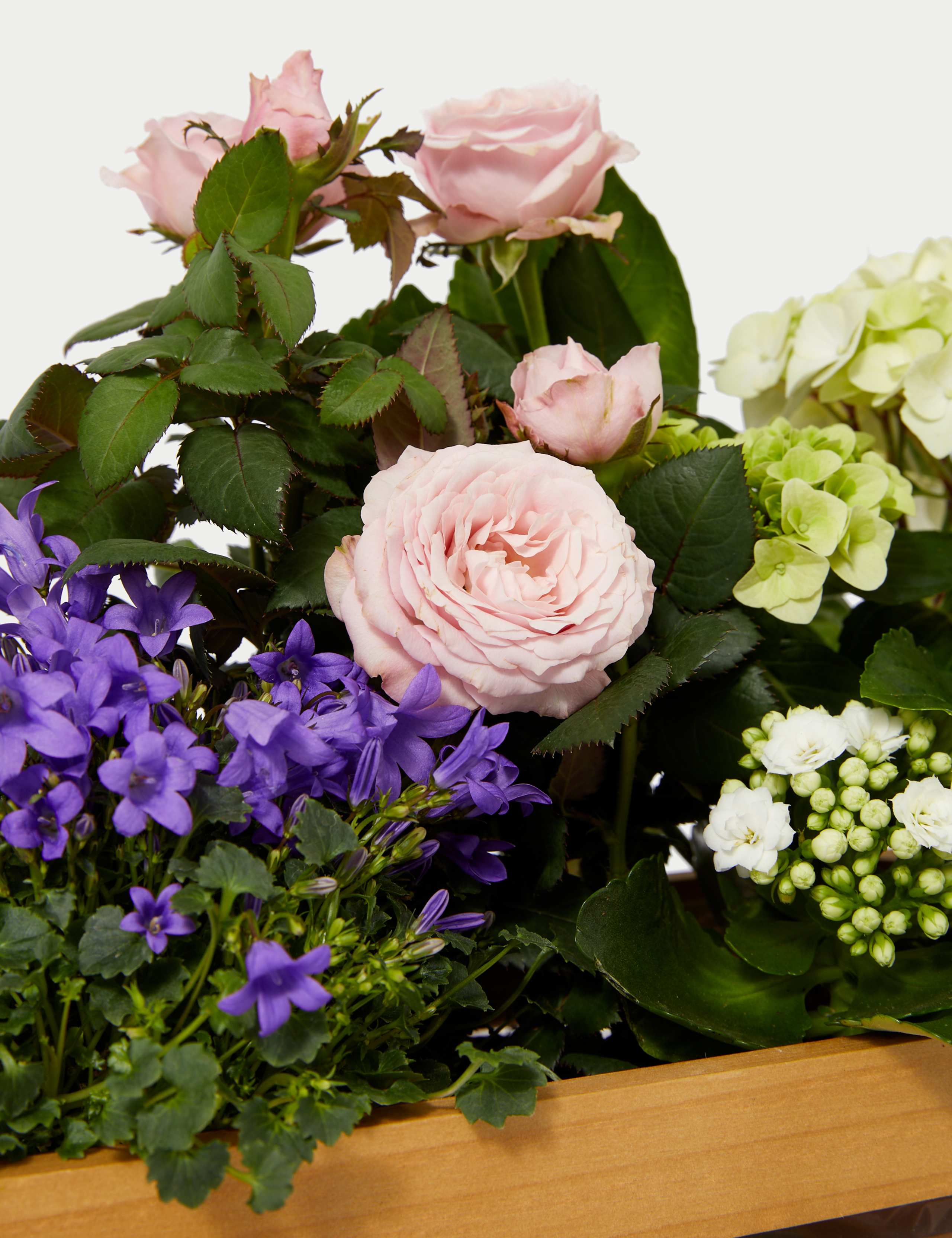 Flowering Crate 3 of 4