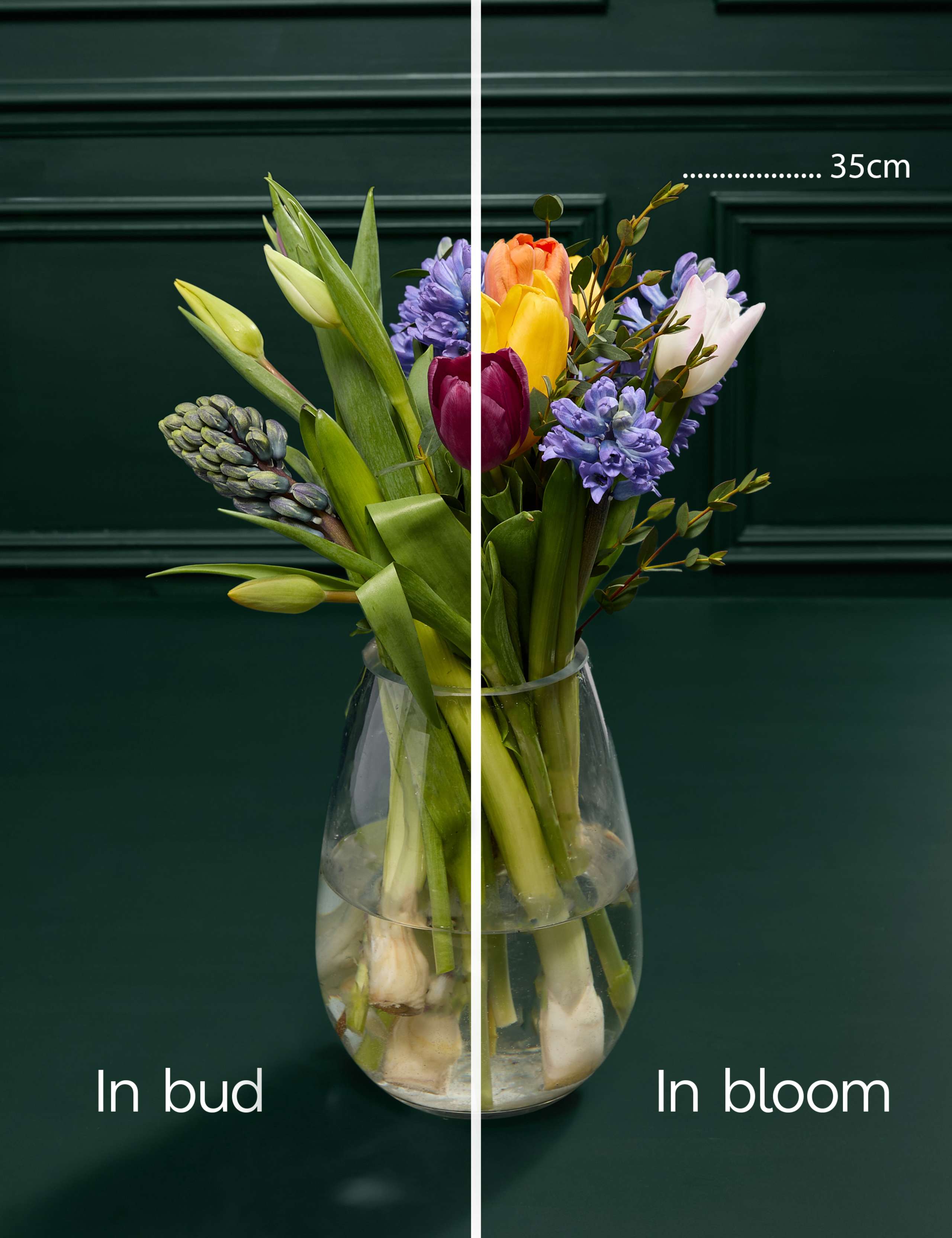 Mother's Day Hyacinth & Tulip Bouquet 4 of 7