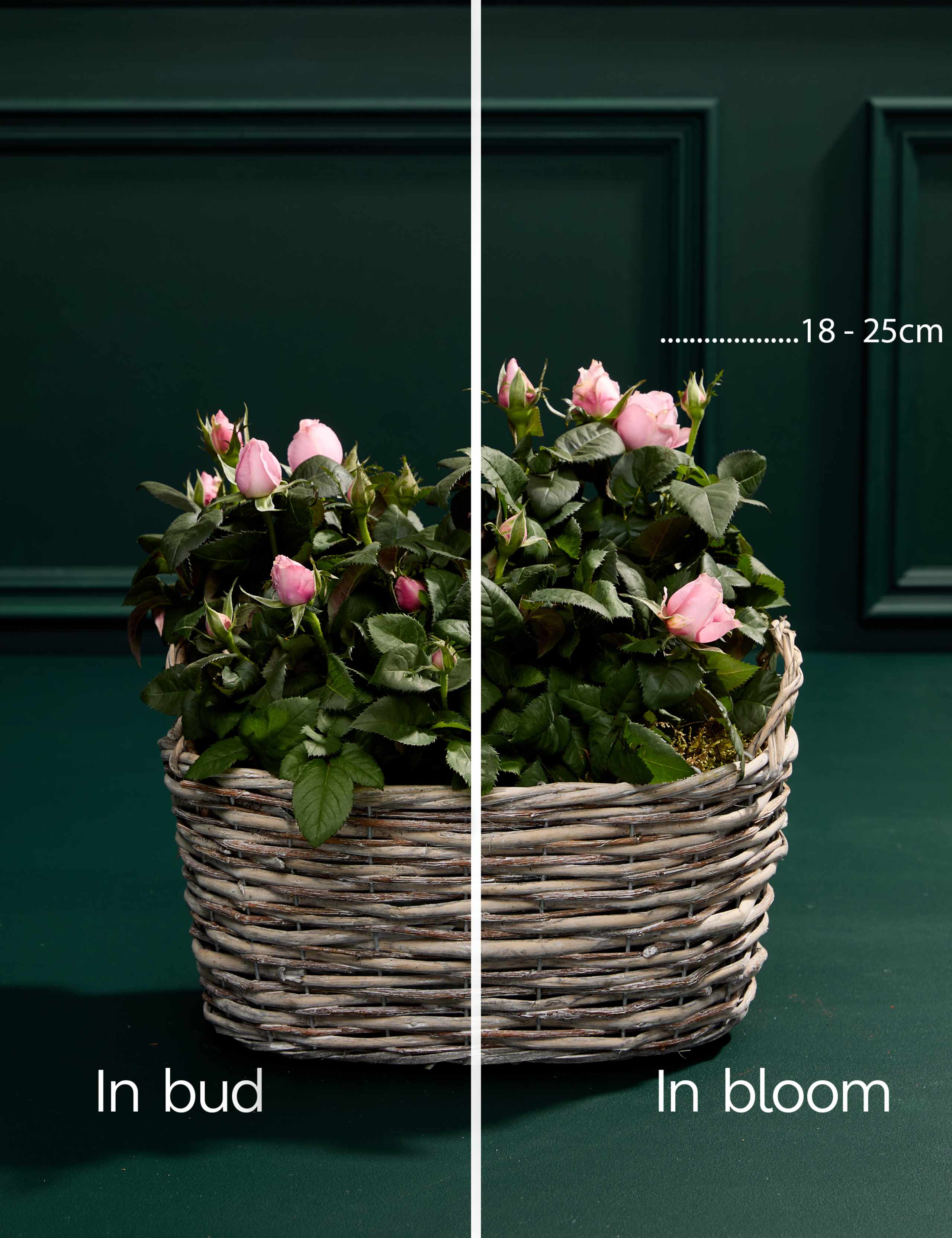 Luxury Pink Rose Basket 3 of 4