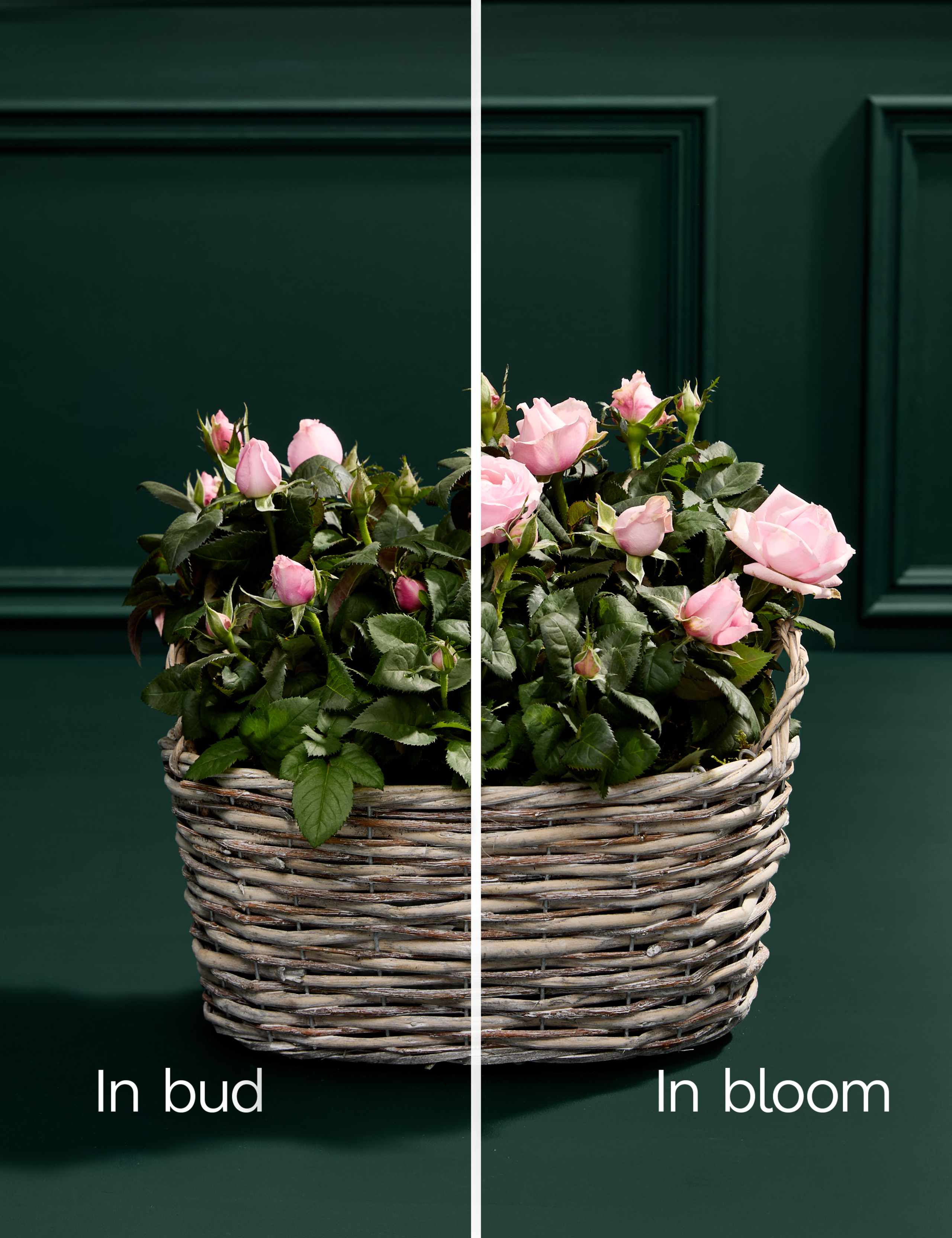Luxury Pink Rose Basket 4 of 4