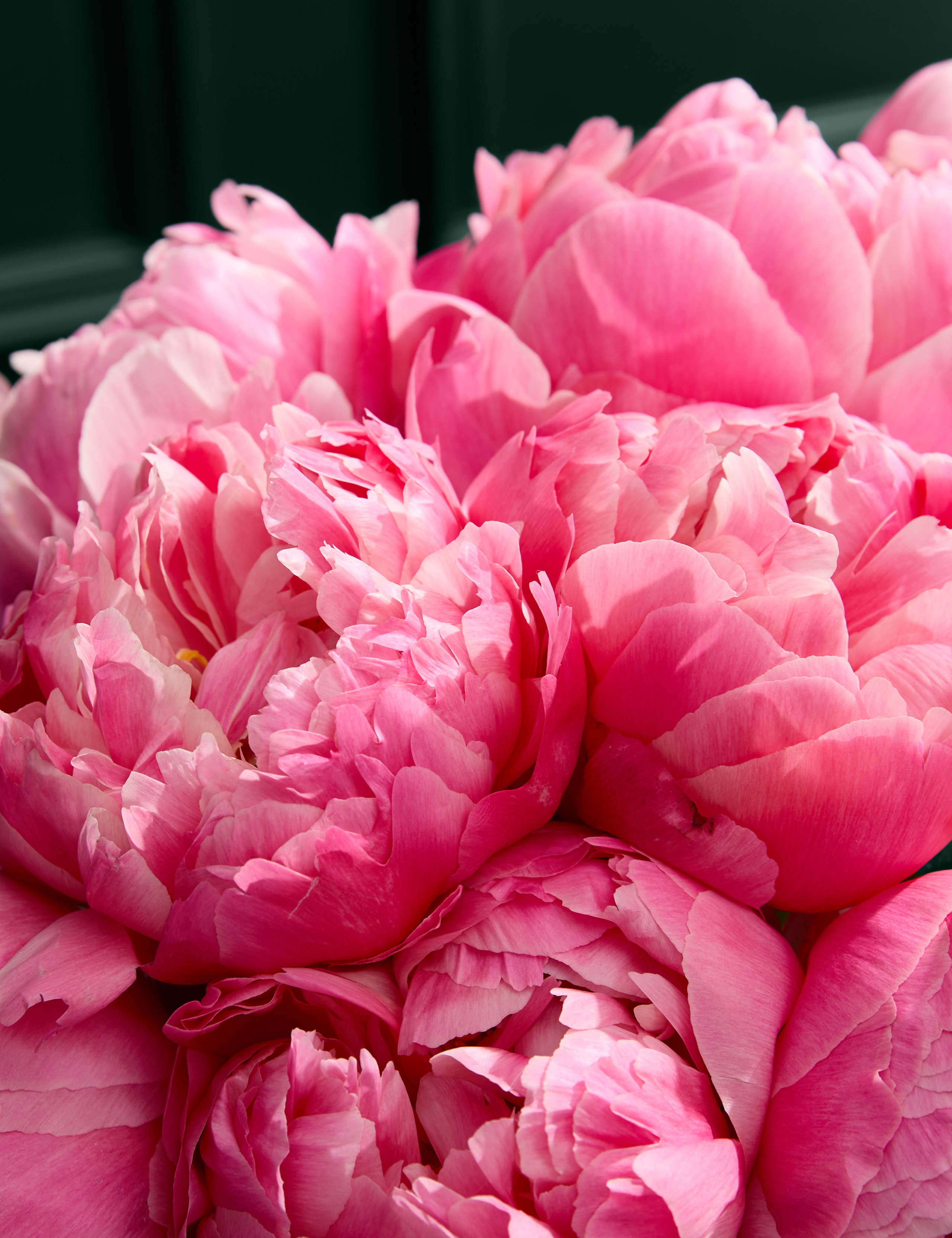 Abundance of Coral Peonies Bouquet 3 of 6