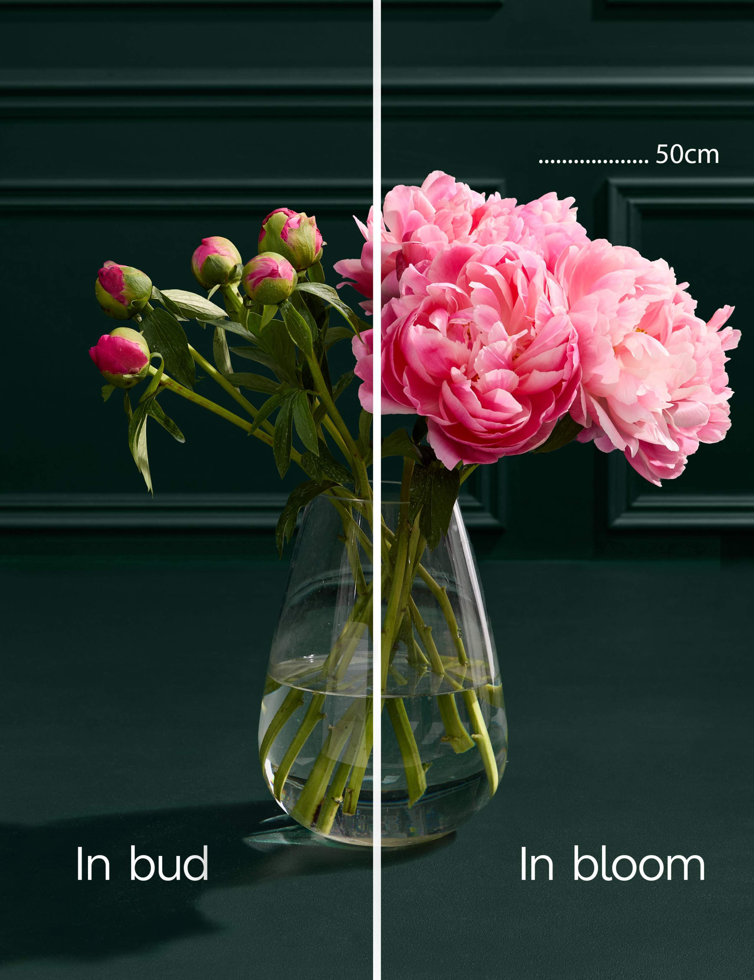 Seasonal Coral Peony Bouquet 4 of 6