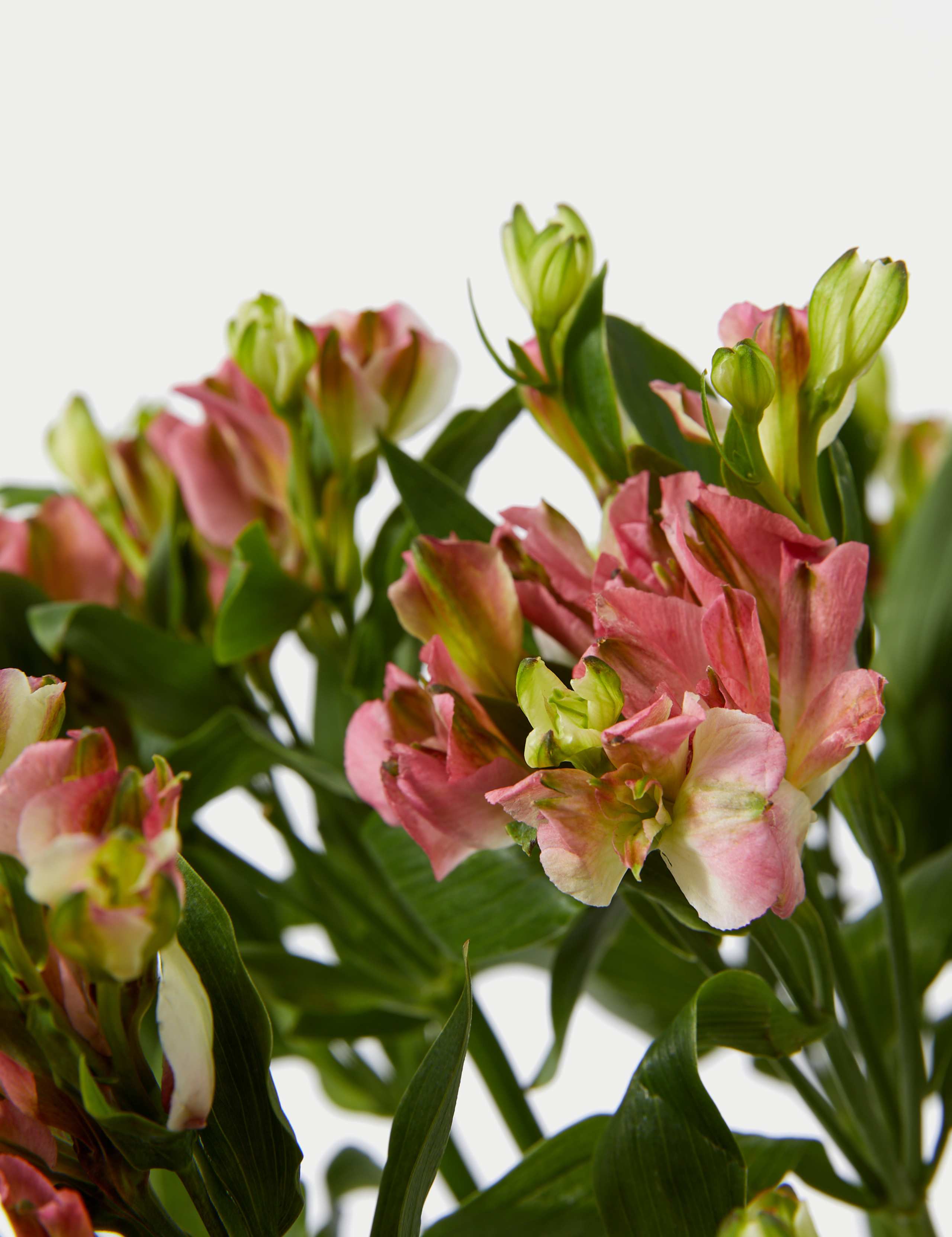 Charmelia Abundance Bouquet 4 of 5