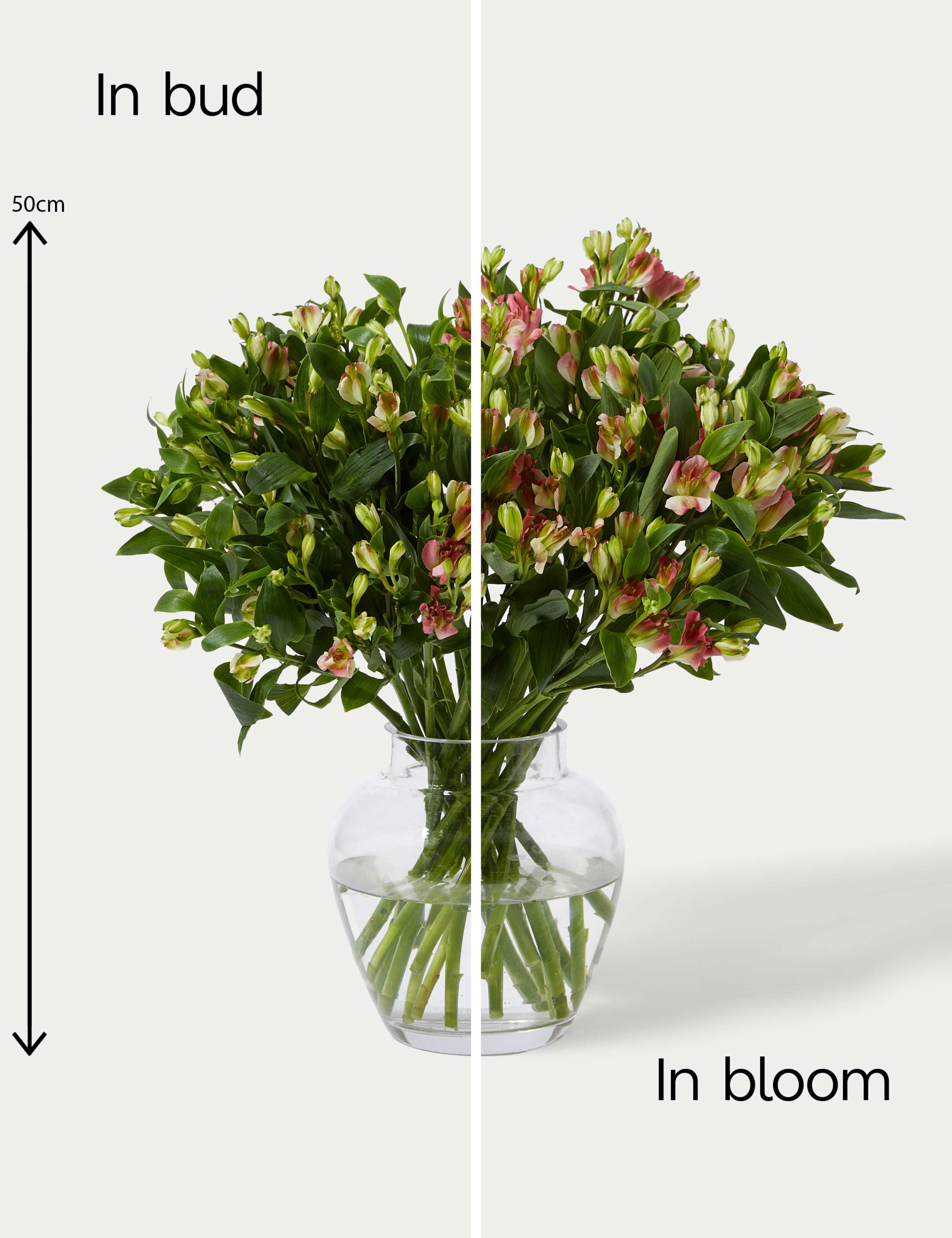 Charmelia Abundance Bouquet 5 of 5