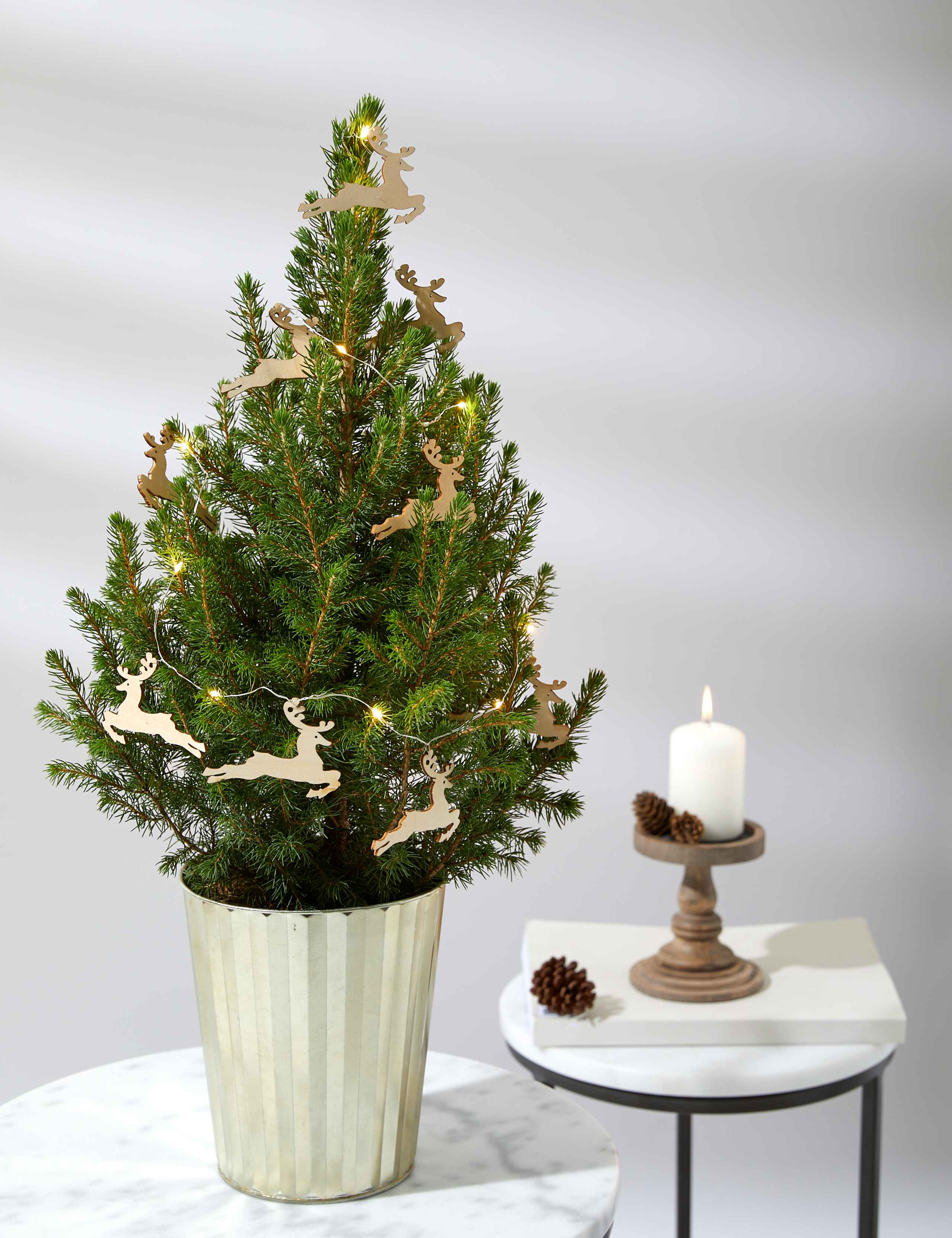 Real Christmas Tree in Gold Pot 1 of 4