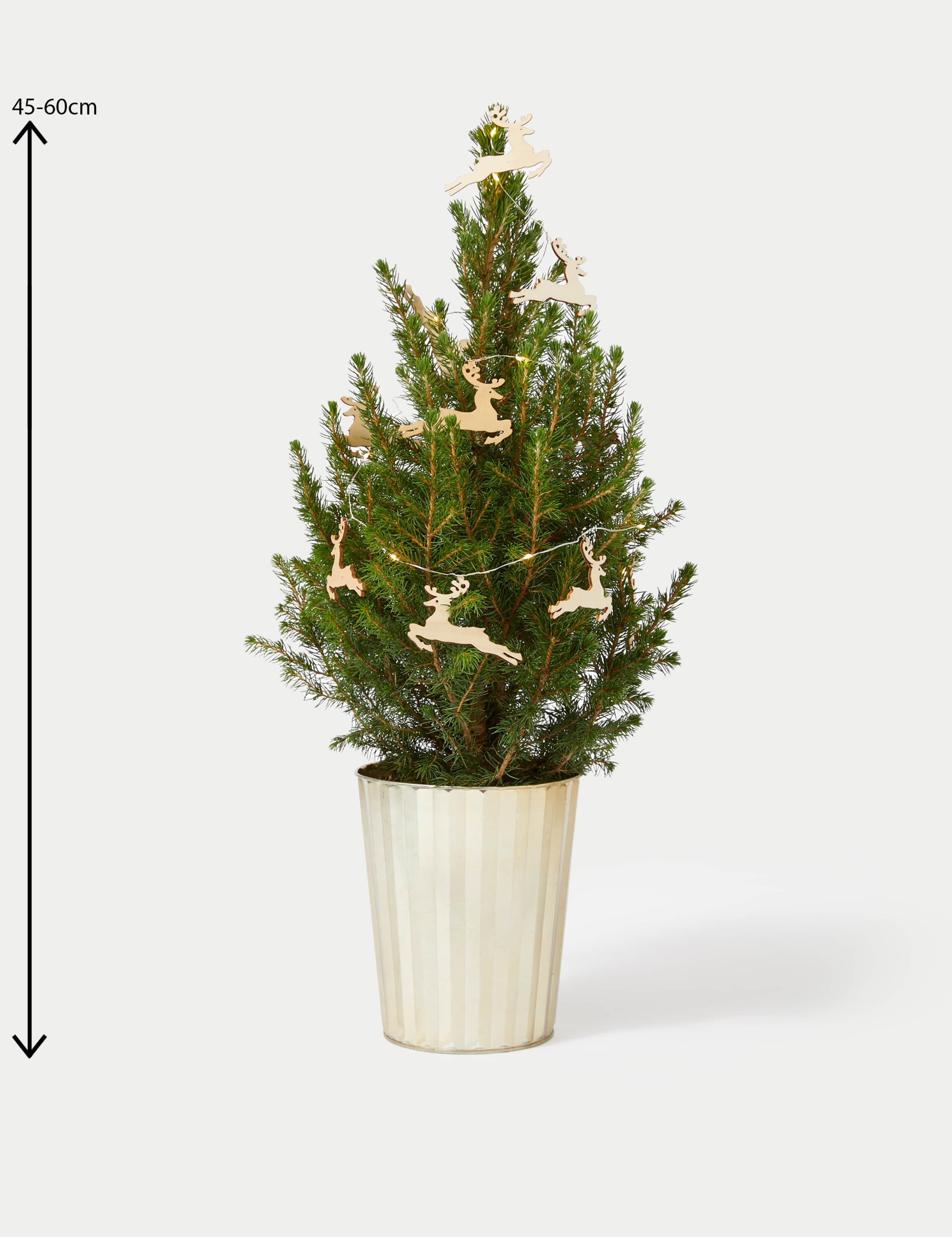 Real Christmas Tree in Gold Pot 4 of 4