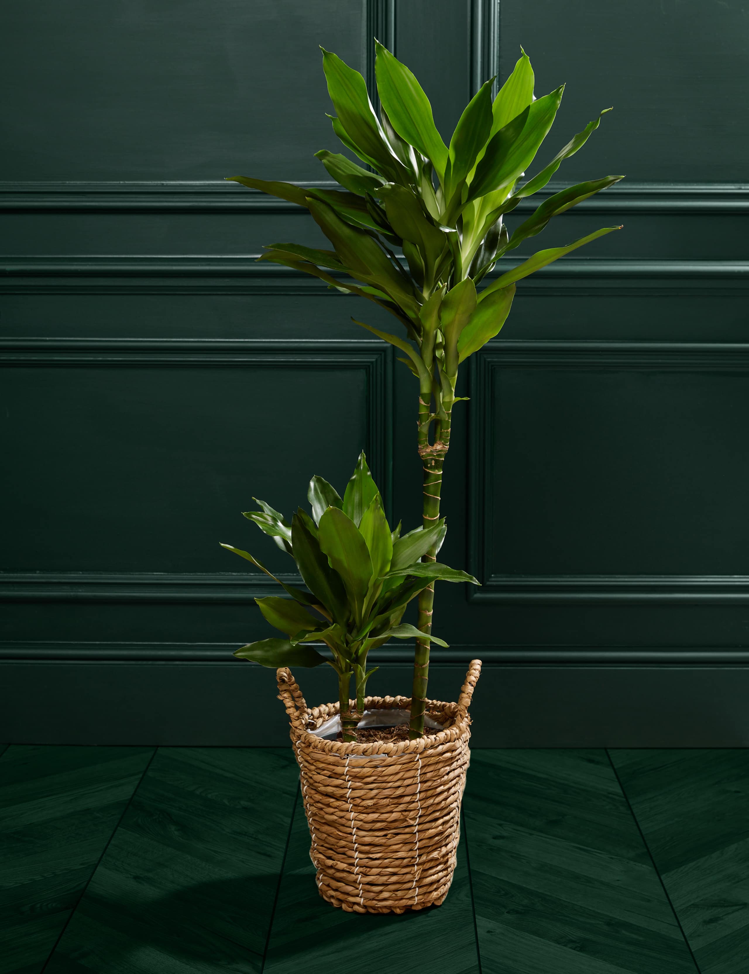 Large Dracaena 1 of 4