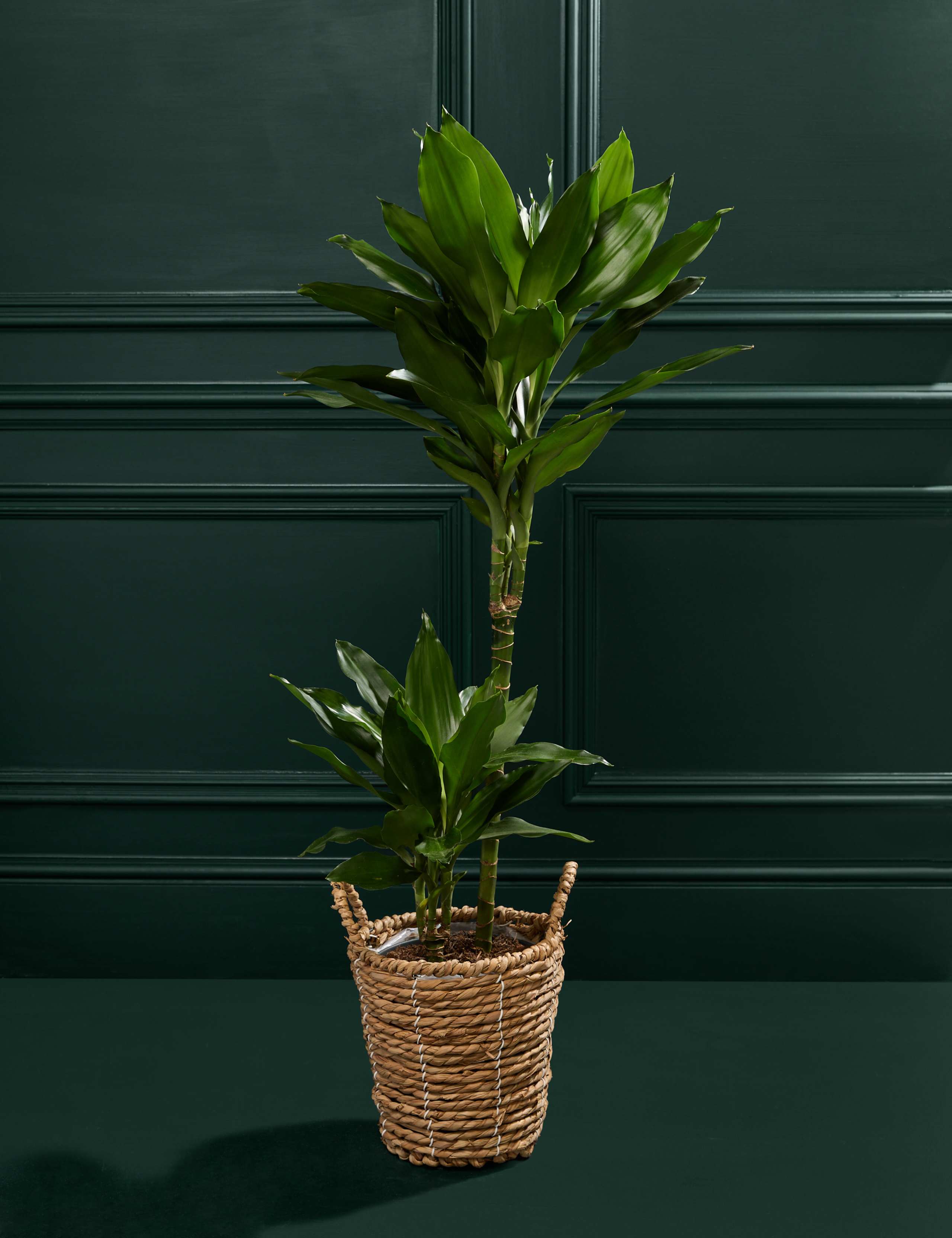 Large Dracaena 3 of 4