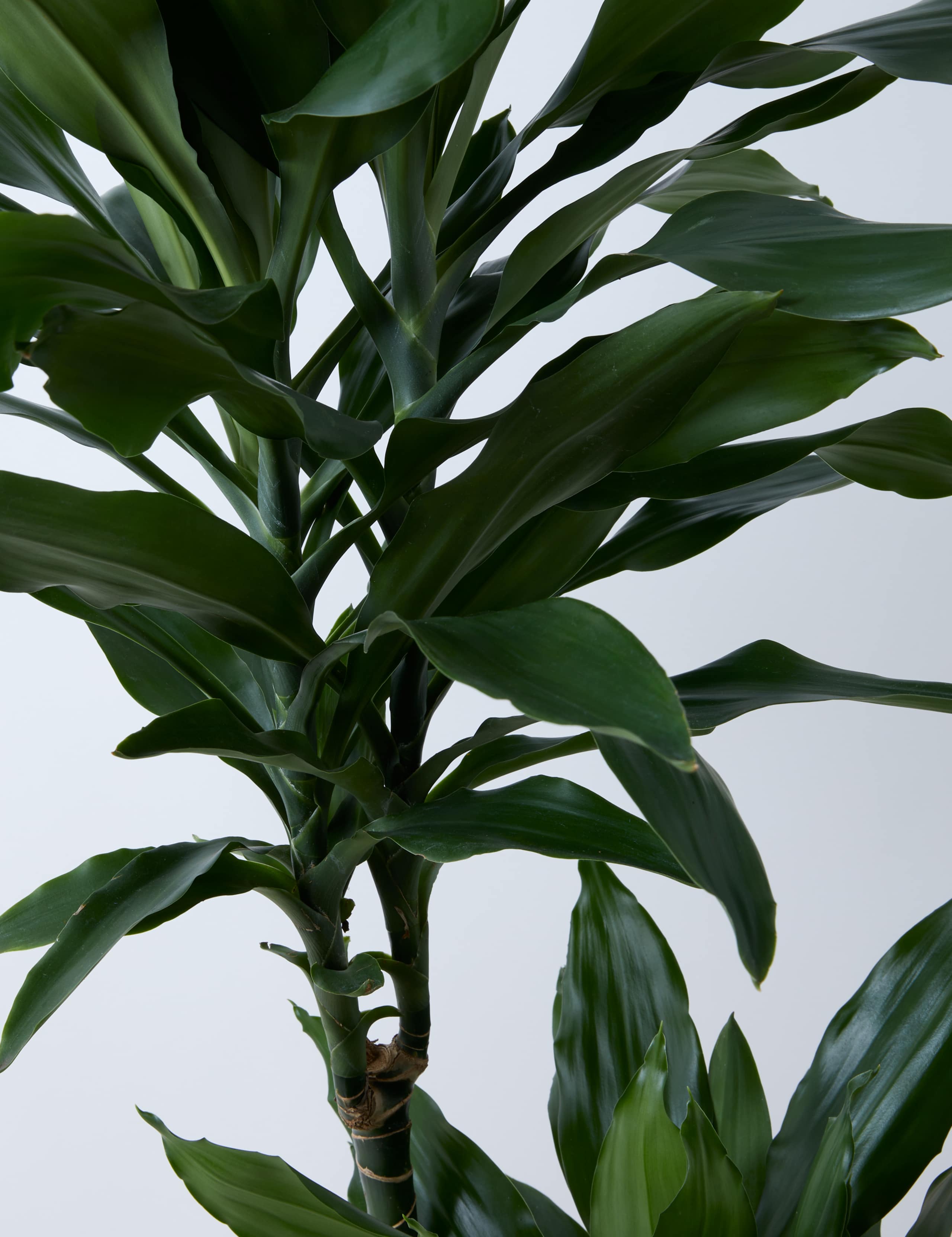 Large Dracaena 4 of 4