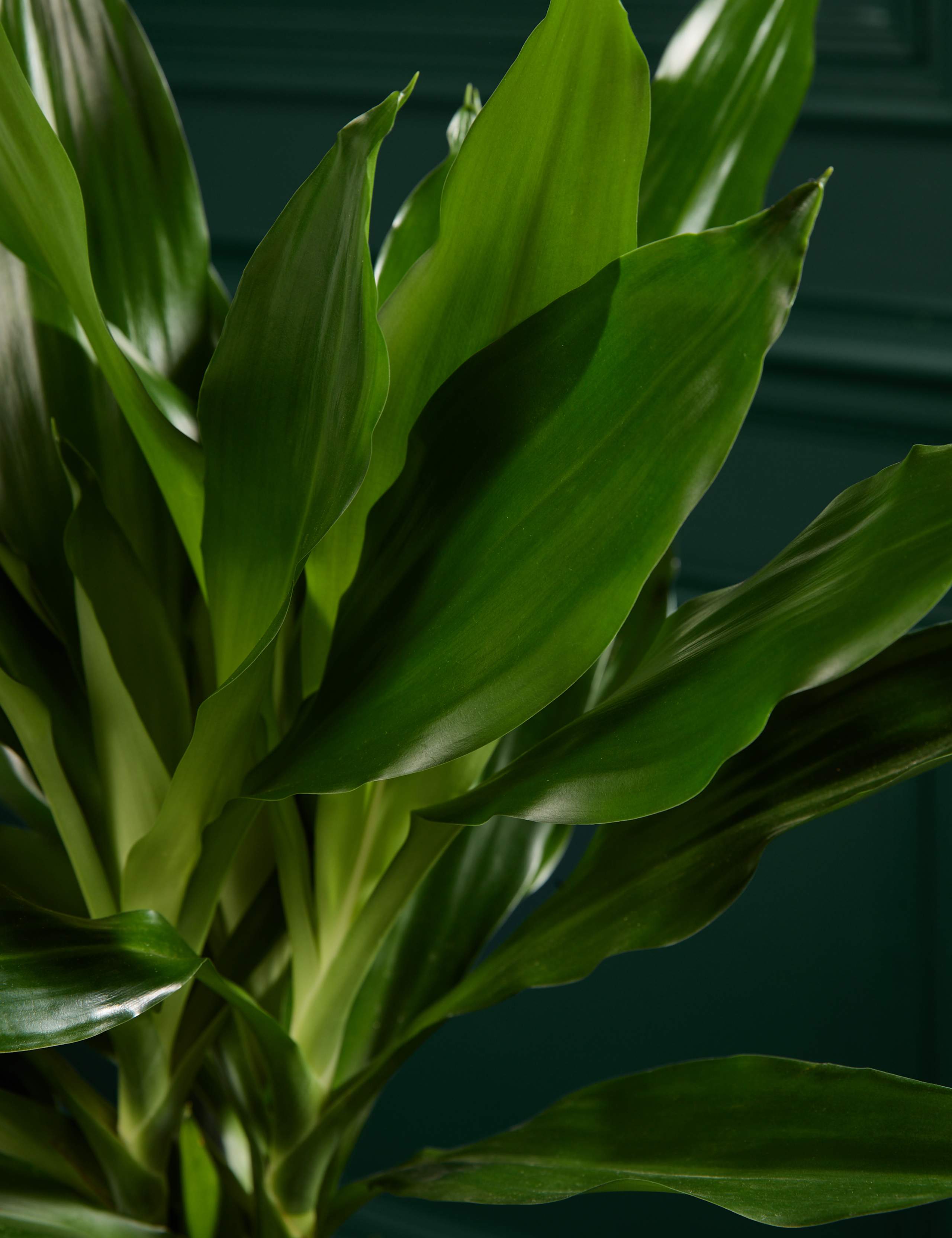 Large Dracaena 2 of 4