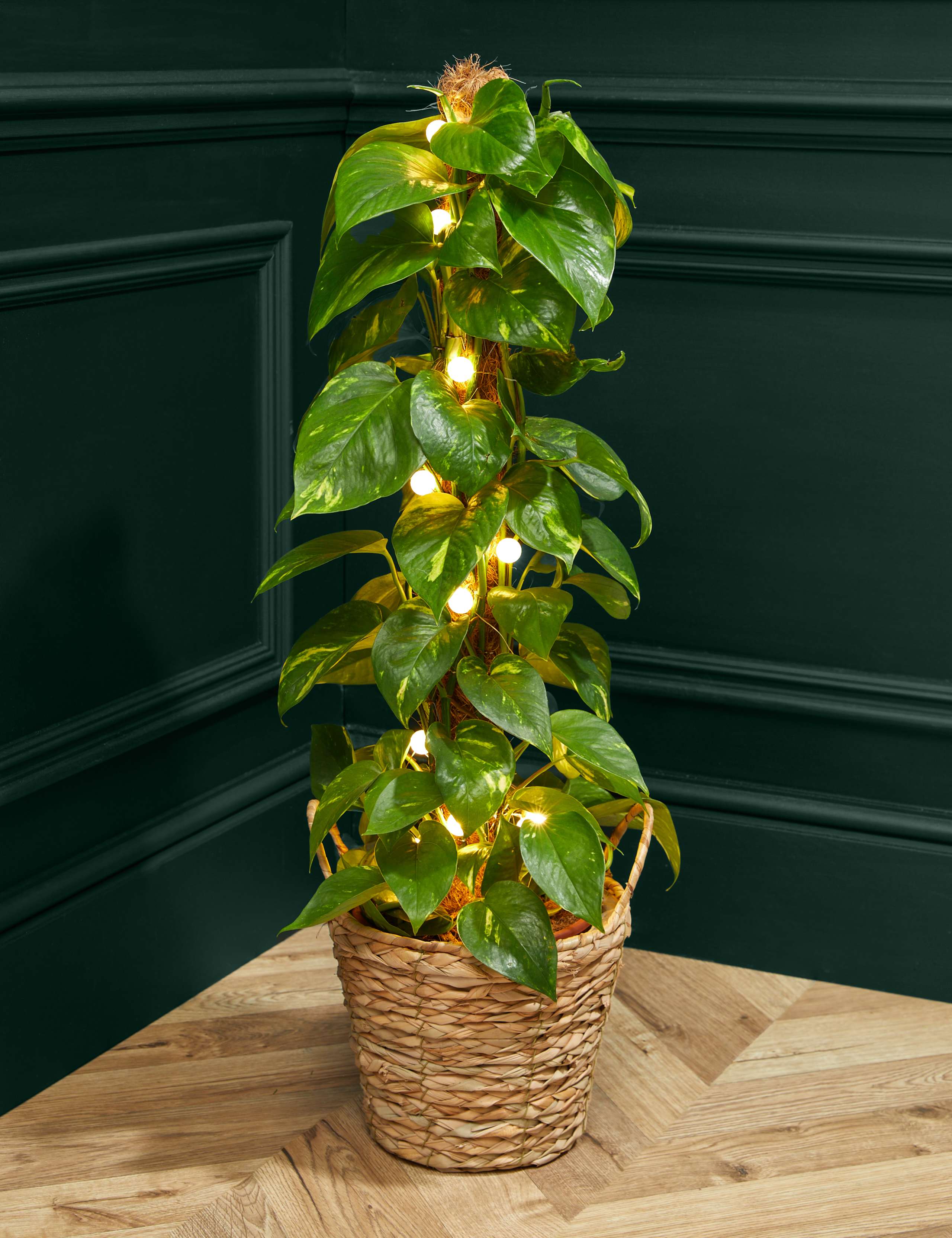 Light-Up Scindapsus Moss Pole 1 of 3