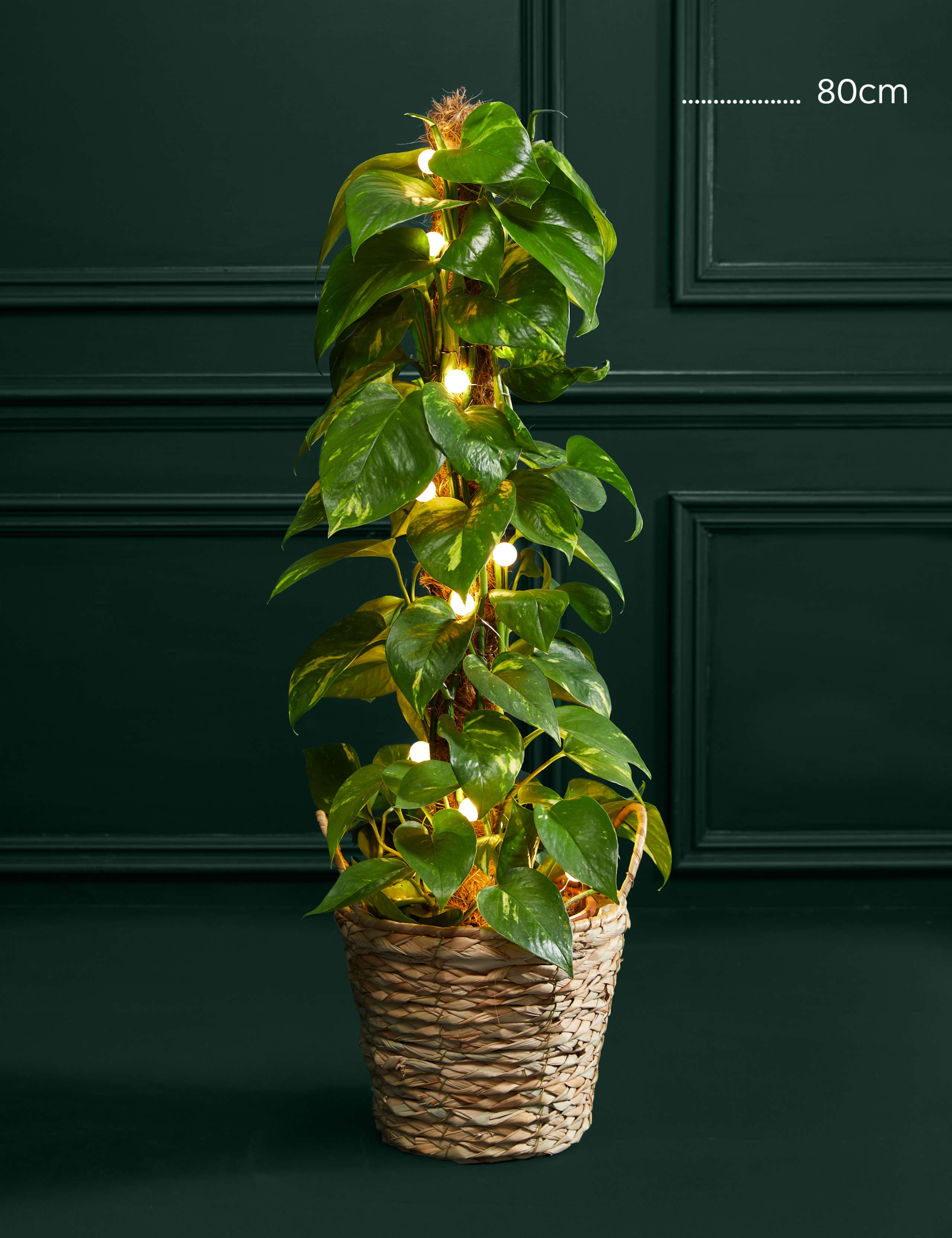 Light-Up Scindapsus Moss Pole 3 of 3