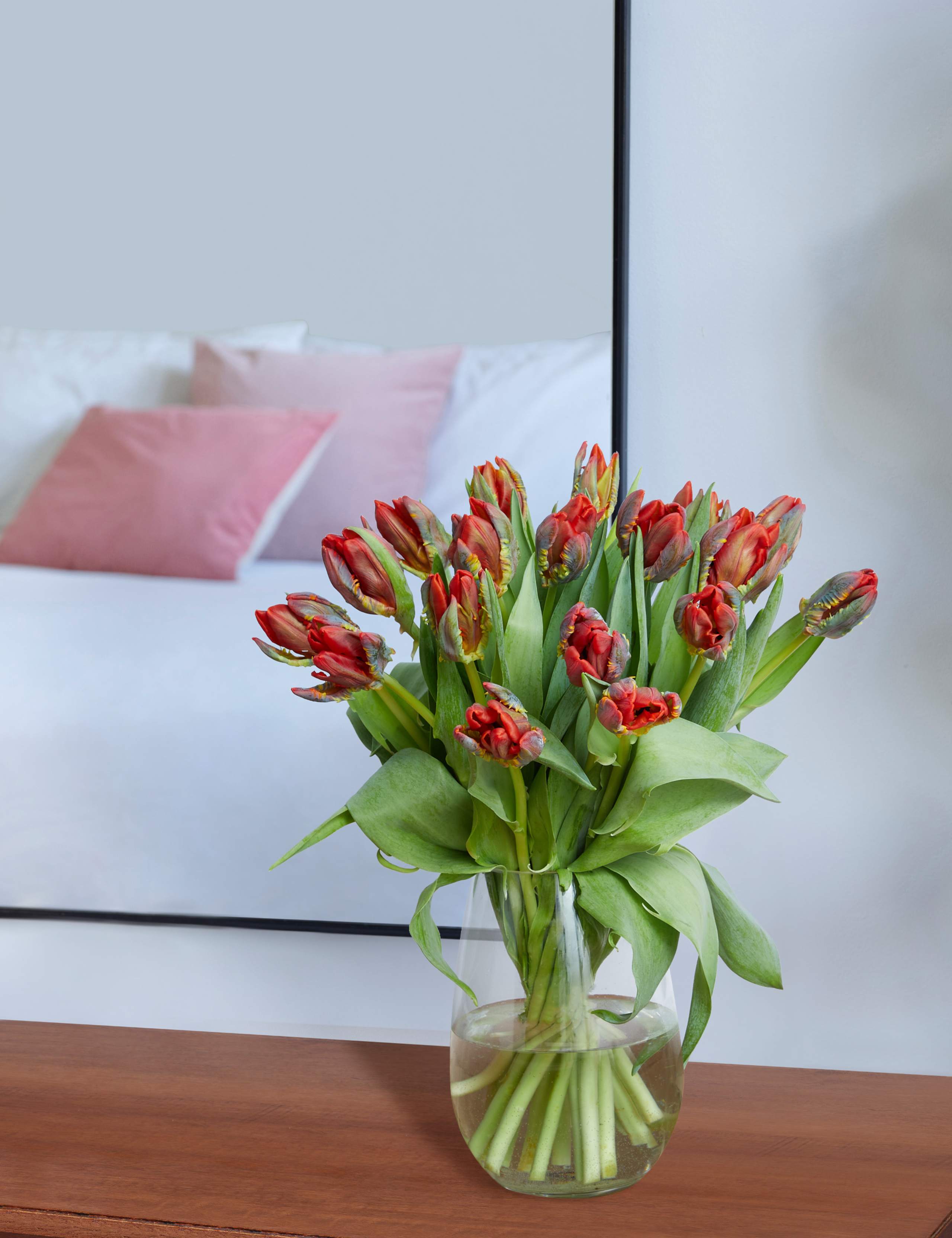 Valentine’s Red Parrot Tulips 1 of 4