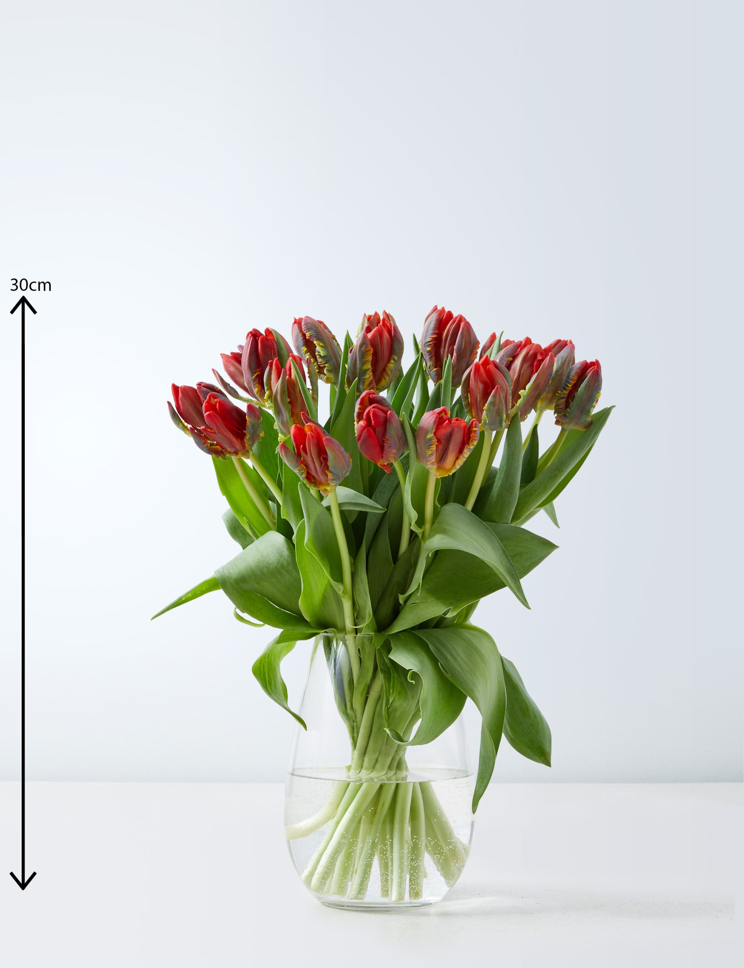 Valentine’s Red Parrot Tulips 3 of 4