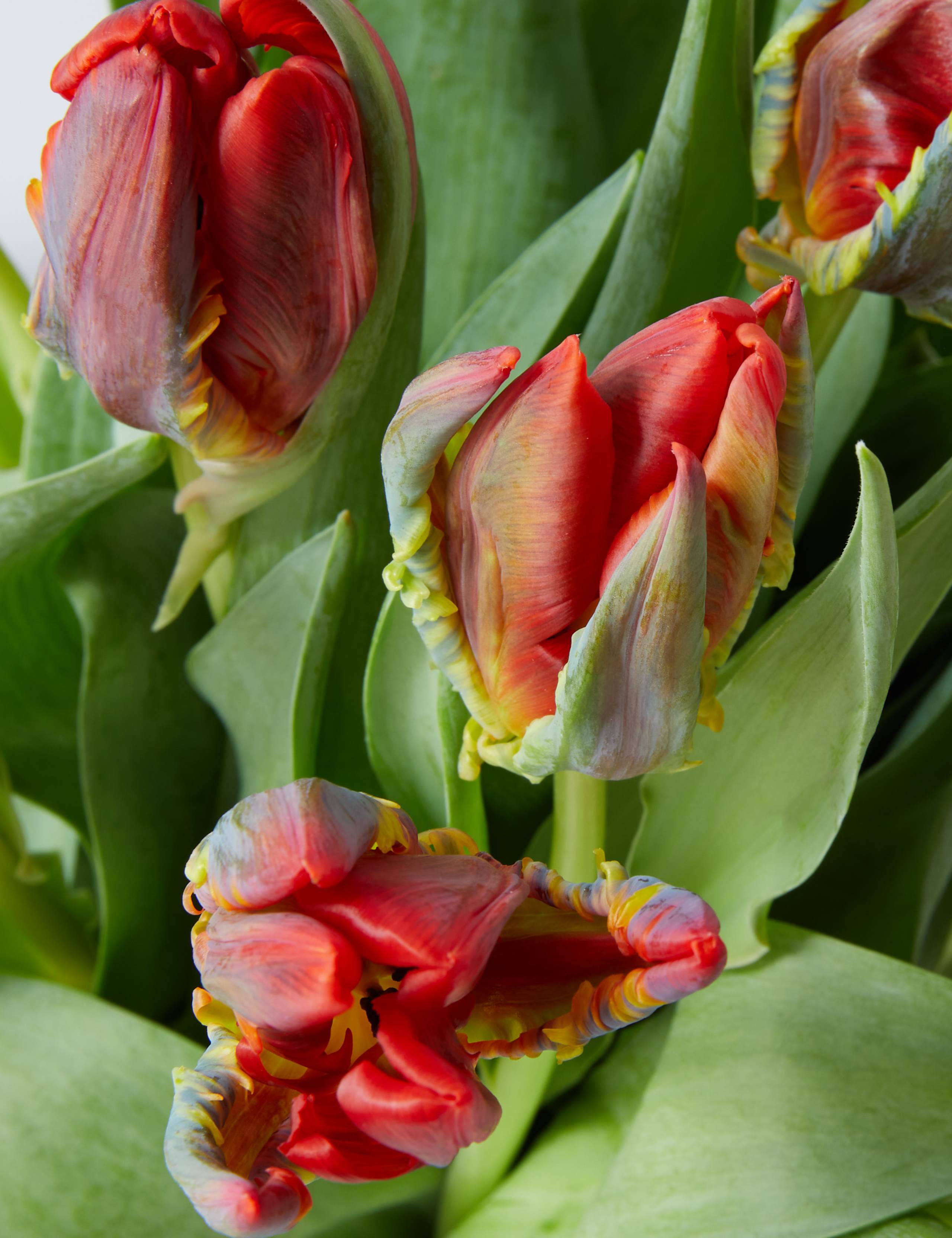 Valentine’s Red Parrot Tulips 4 of 4