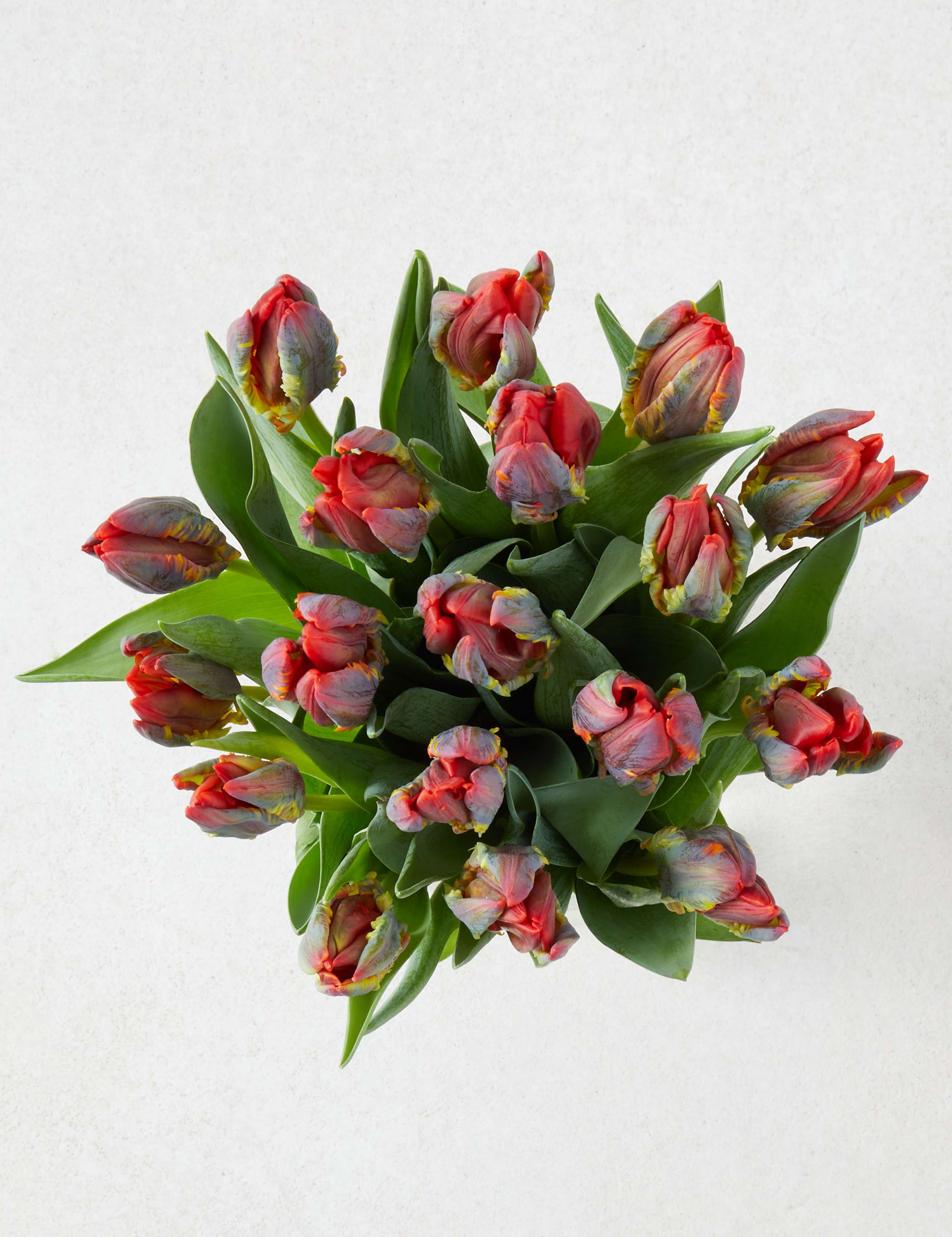 Valentine’s Red Parrot Tulips 2 of 4