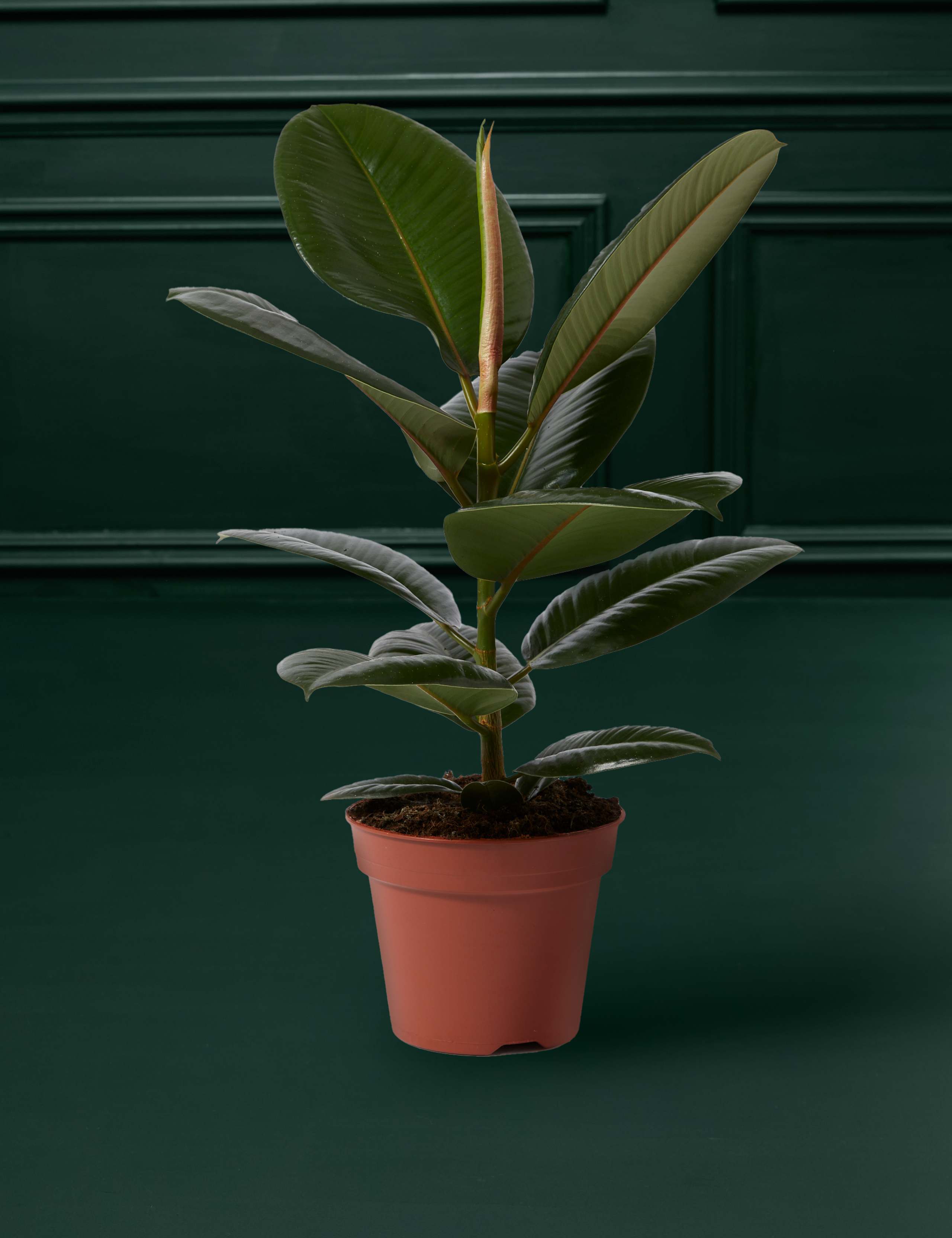 Large Ficus Rubber Plant 1 of 3