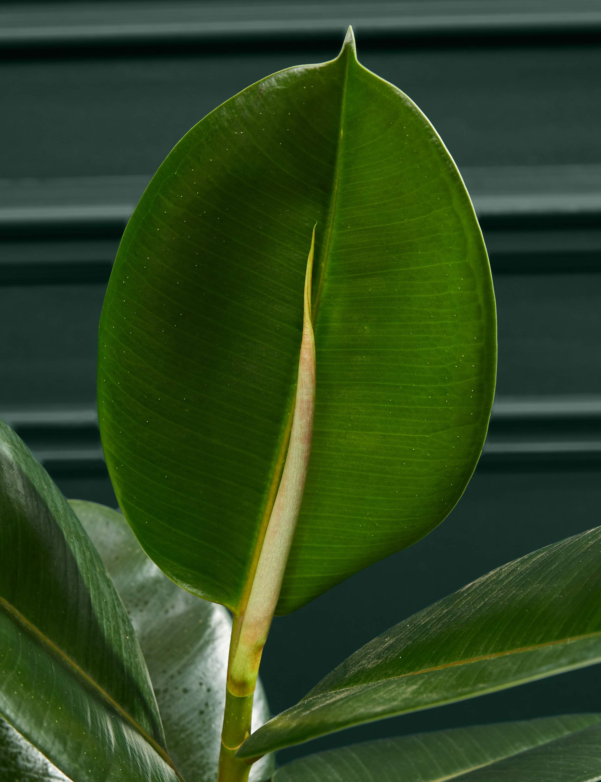 Large Ficus Rubber Plant 2 of 3