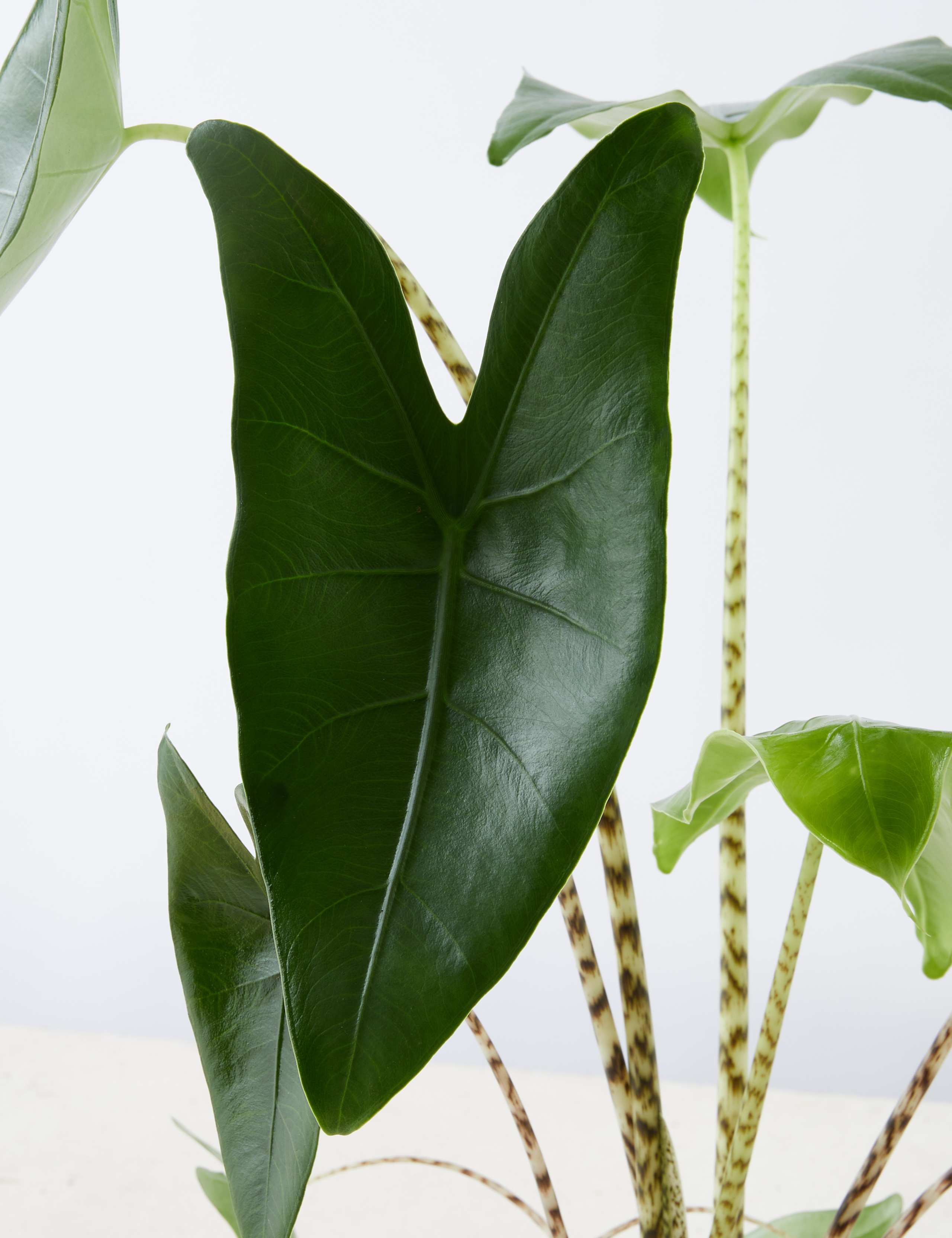 Large Alocasia Zebrina (Elephant Ear Plant) 5 of 6