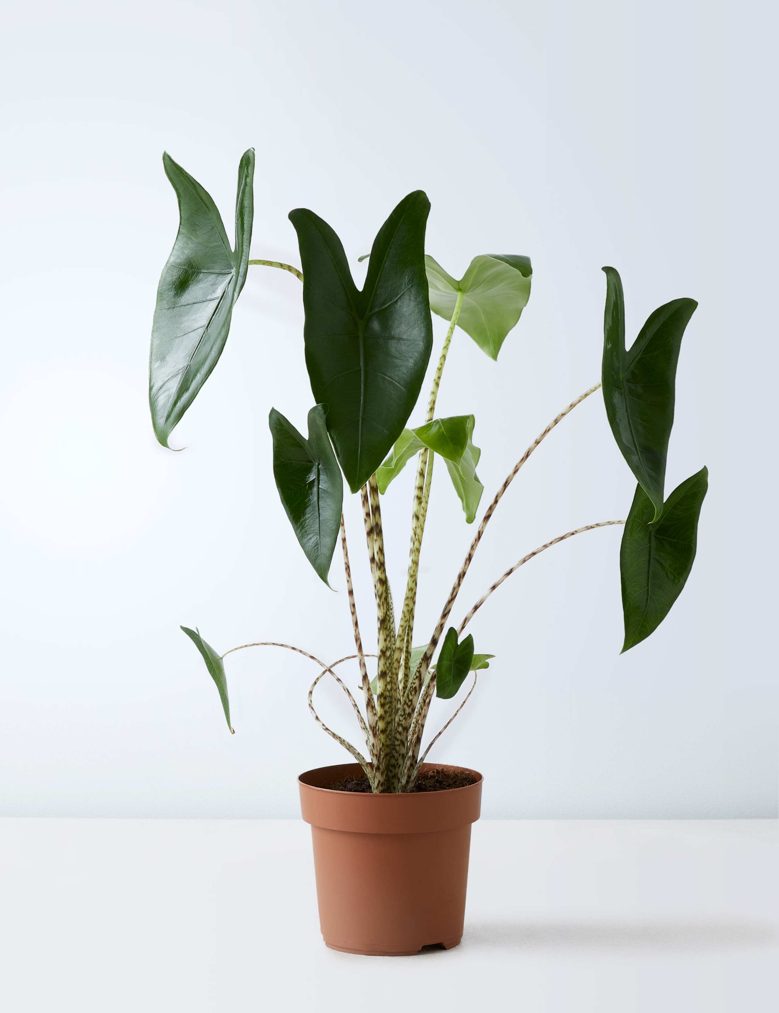 Large Alocasia Zebrina (Elephant Ear Plant) 2 of 6