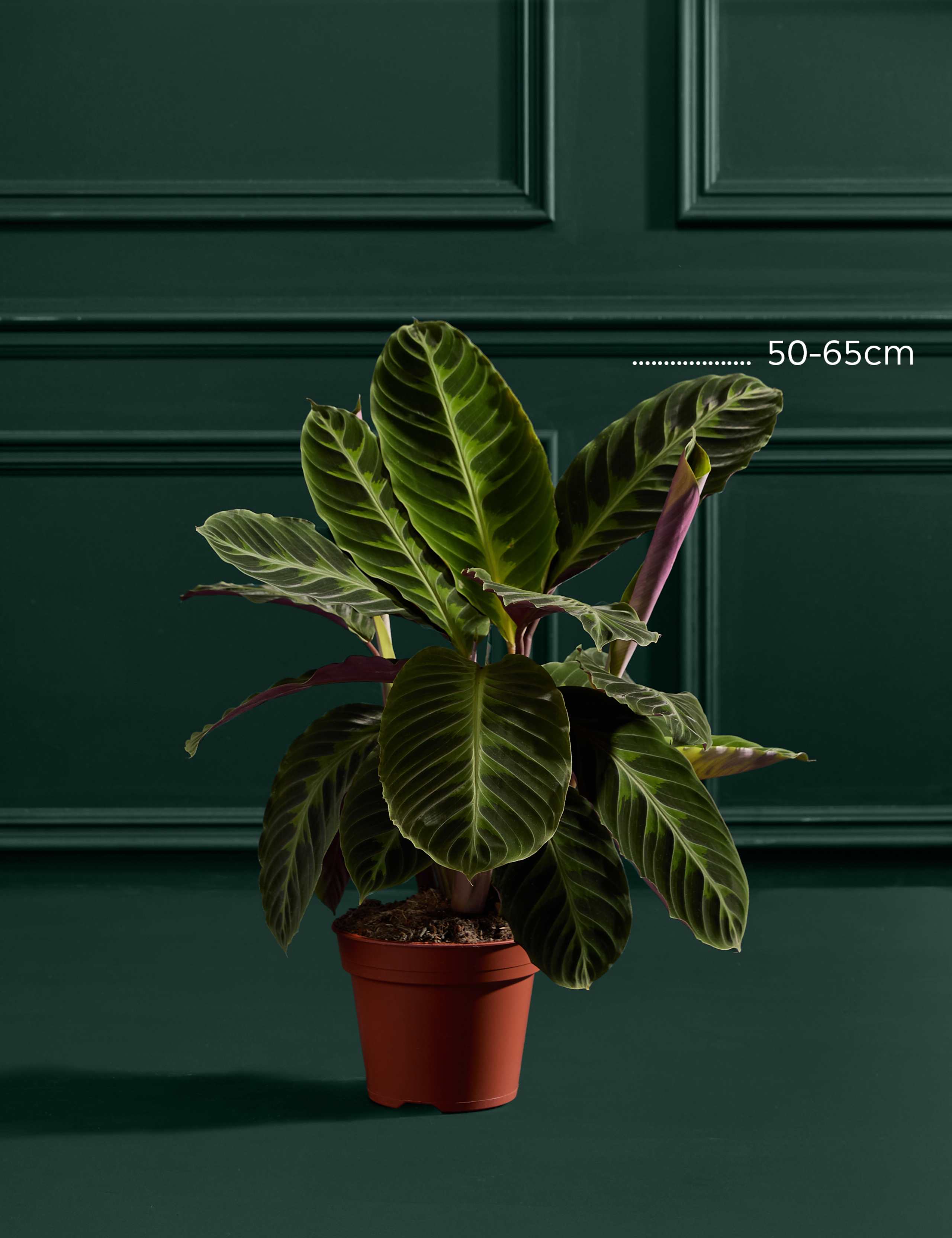 Large Calathea Plant 3 of 3