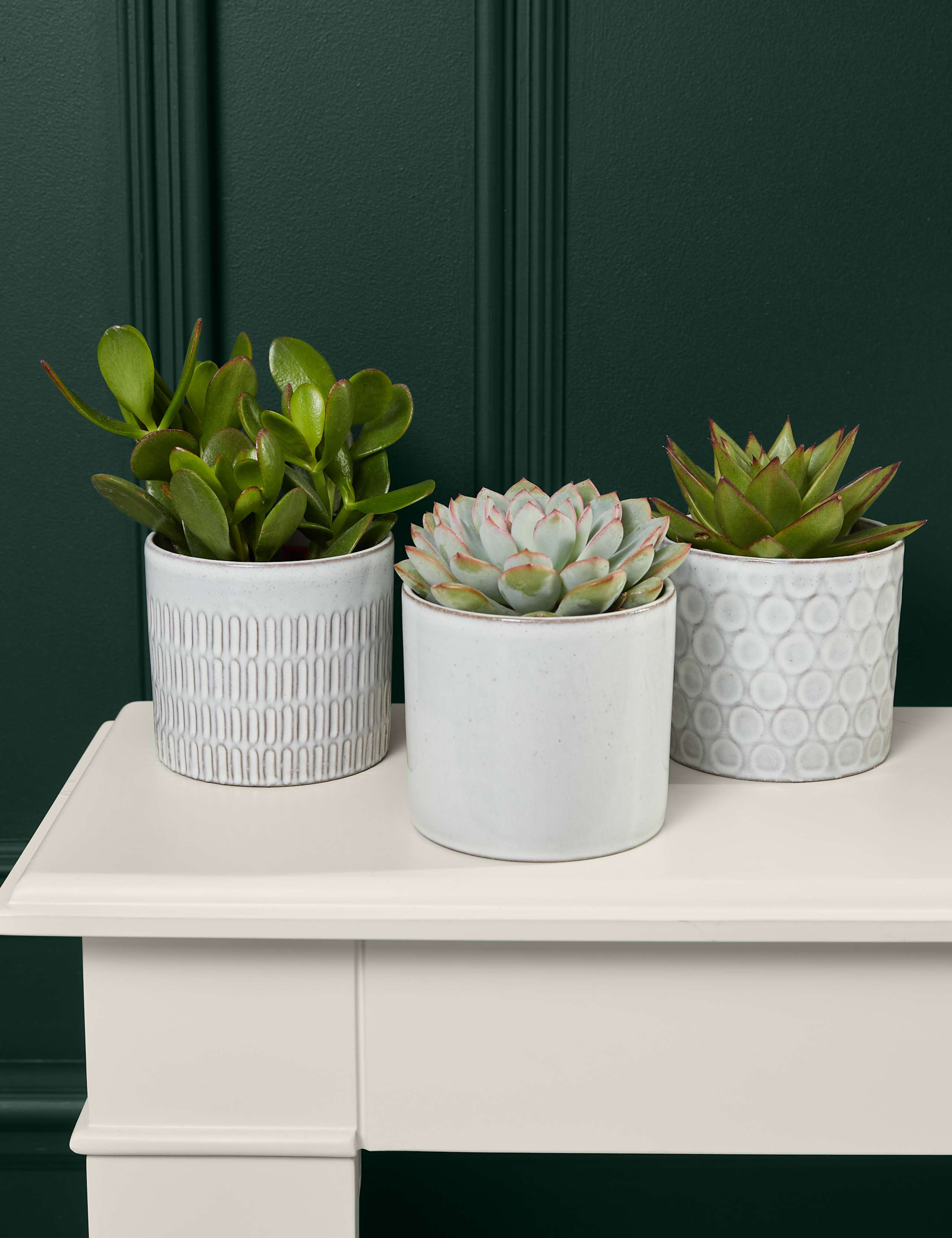 Shelfie Succulent Trio 1 of 3