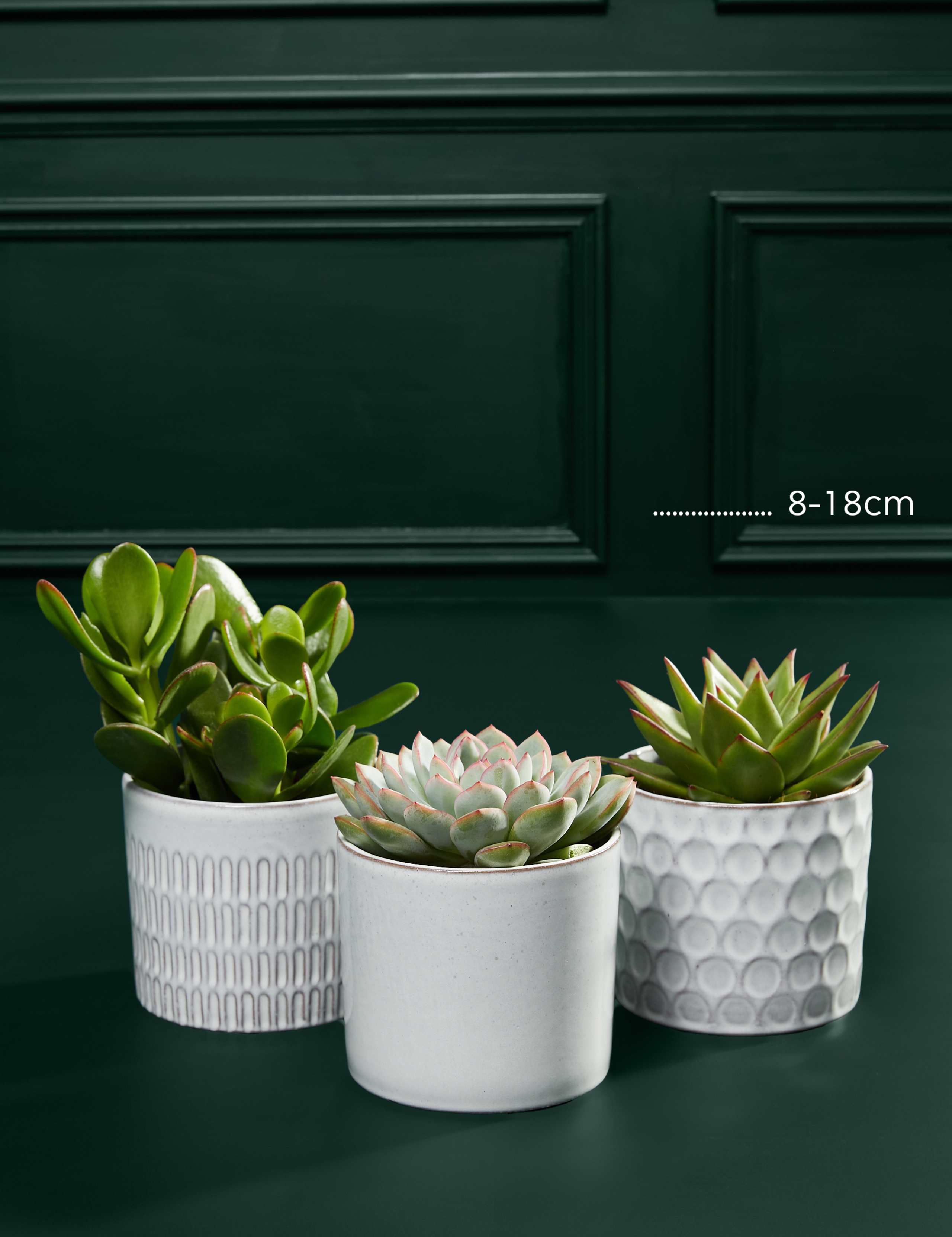 Shelfie Succulent Trio 3 of 3