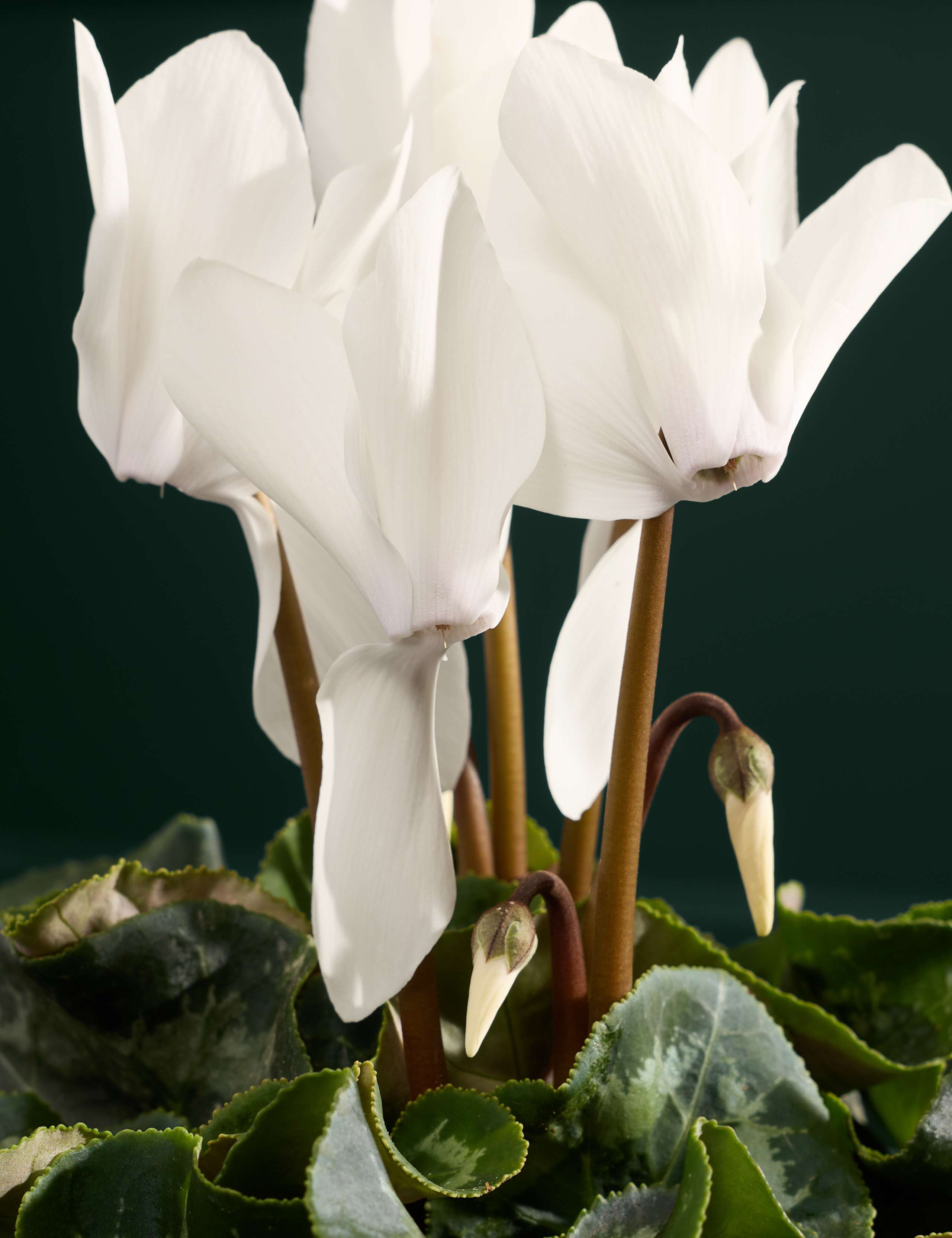 White Cyclamen in Ceramic Pot 2 of 3
