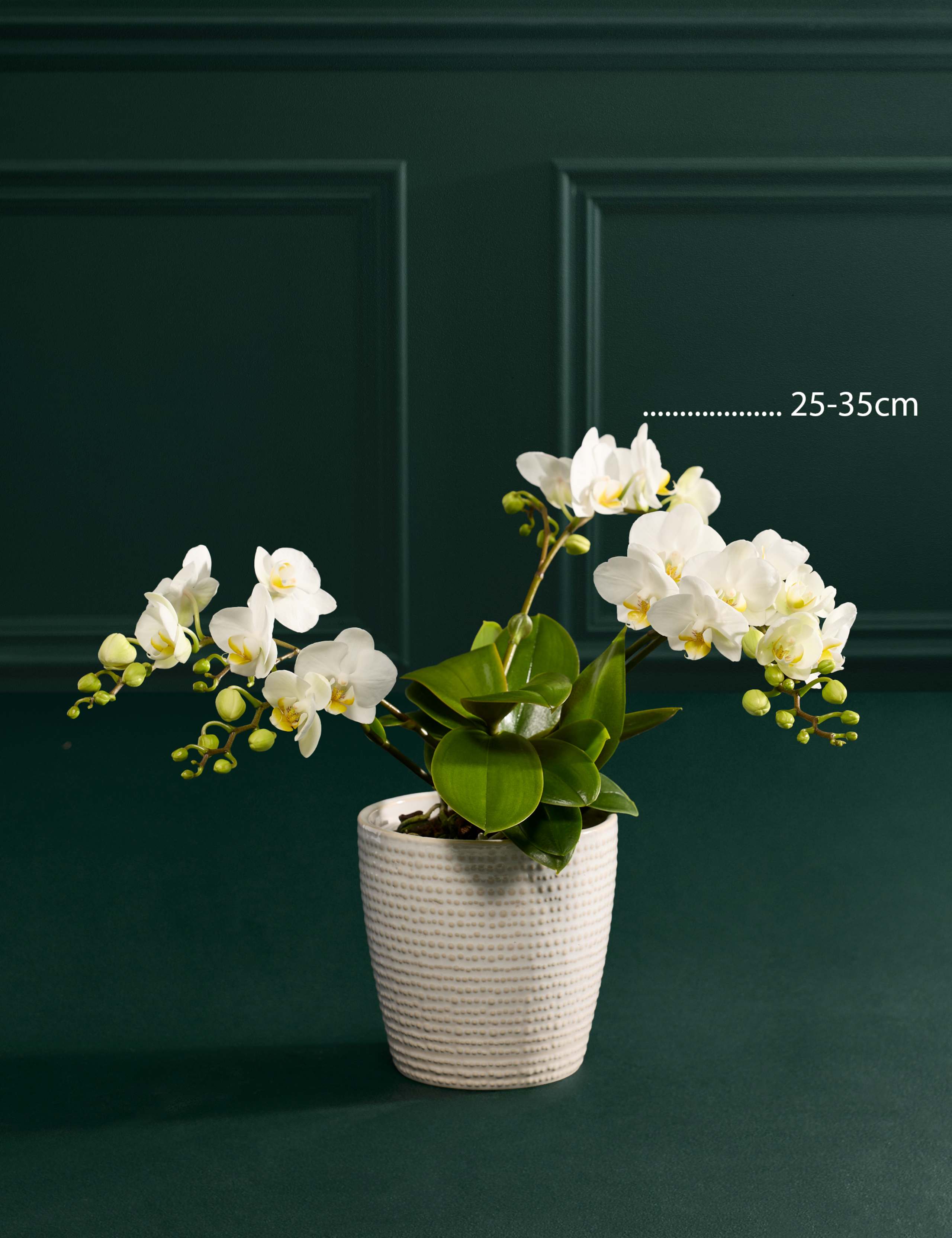 White Unstaked Orchid in Ceramic Pot with Vintage Champagne & Truffles 4 of 4
