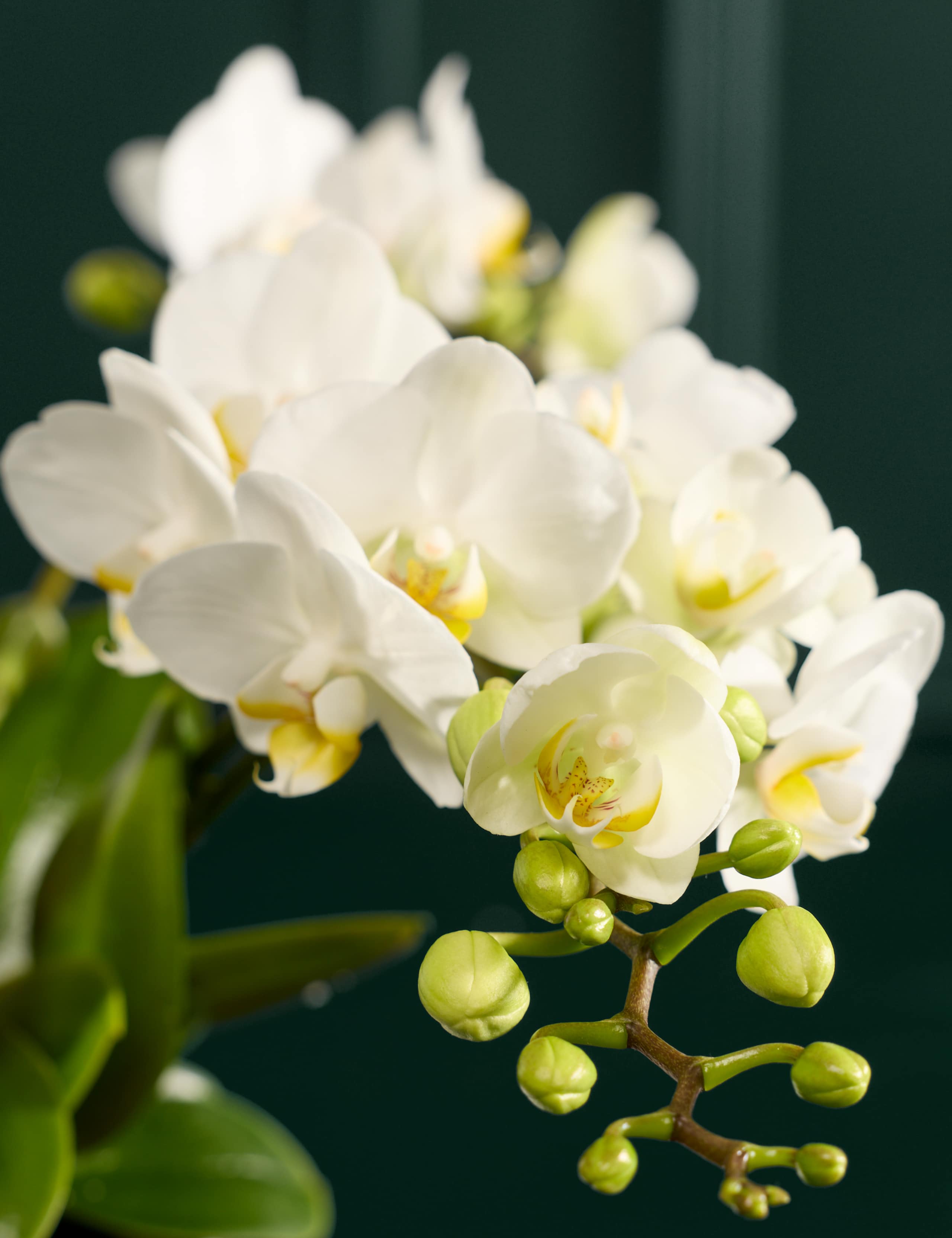 White Unstaked Orchid in Ceramic Pot with Vintage Champagne & Truffles 2 of 4