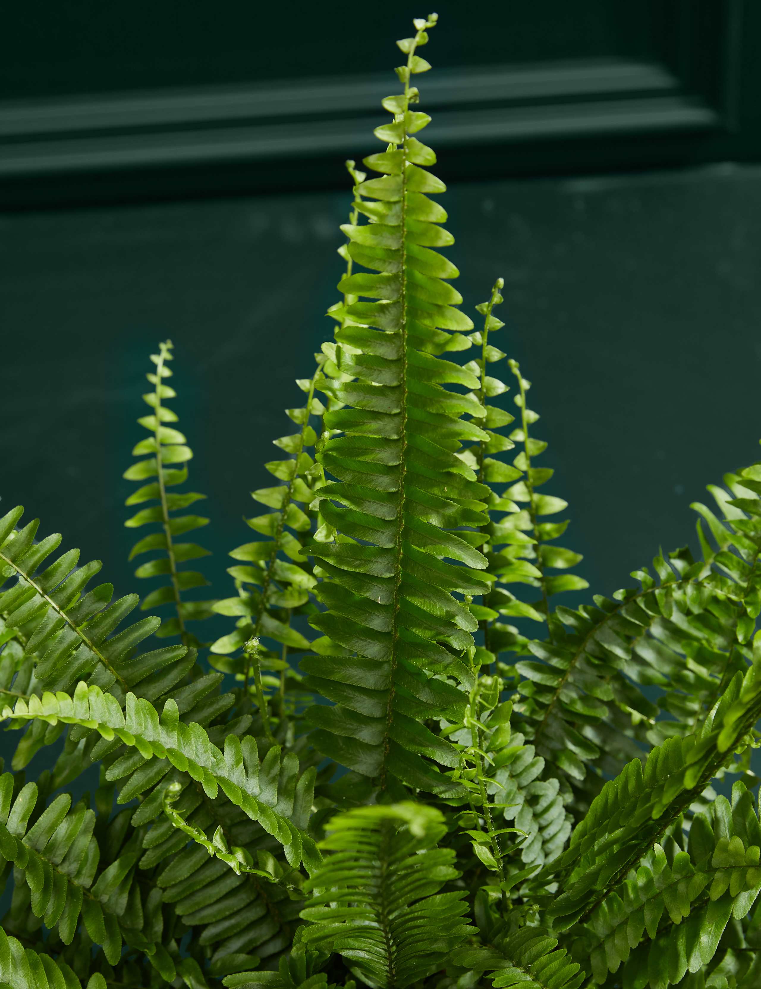 Medium Boston Fern in Ceramic Pot 2 of 3