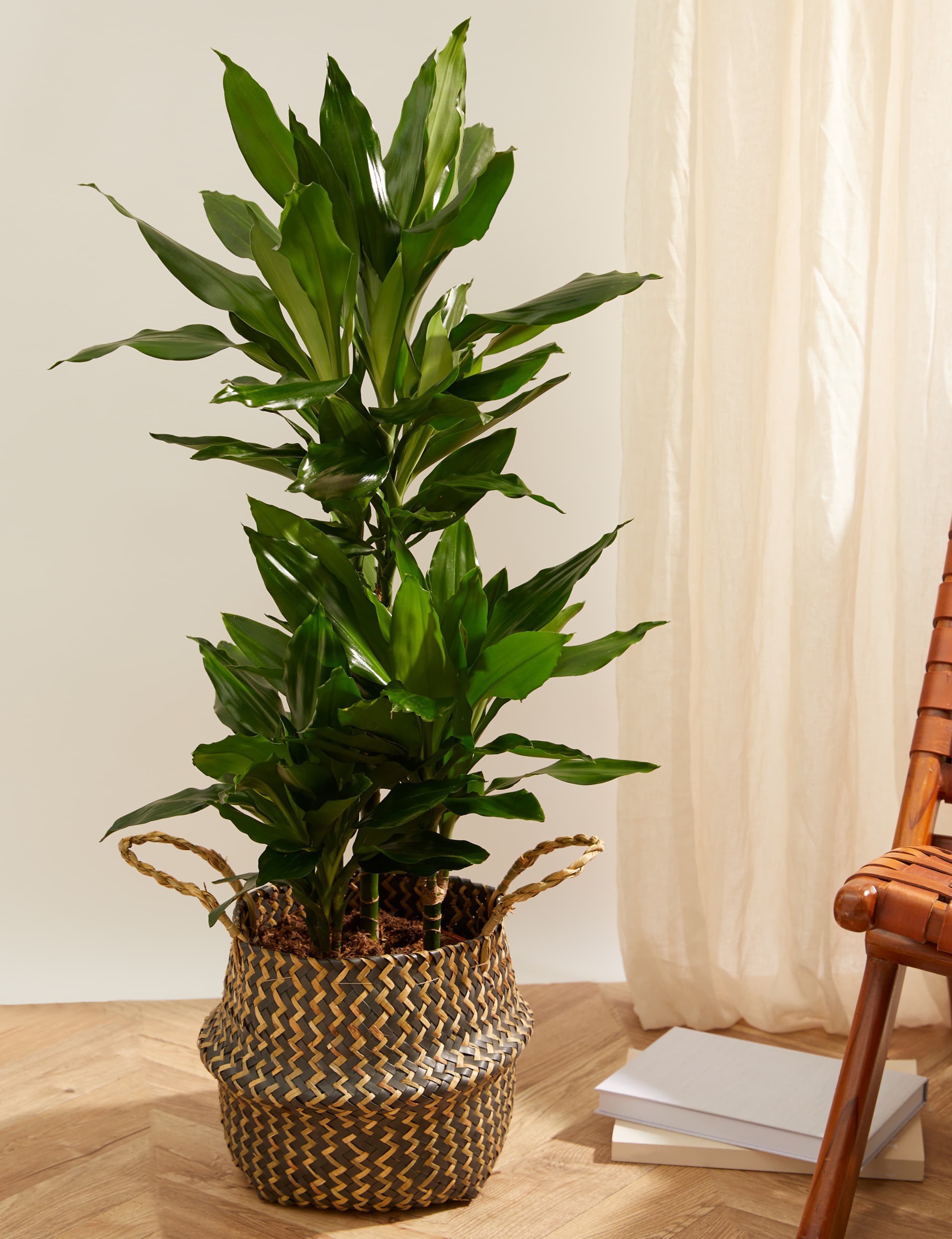 Extra Large Dracaena Plant with Woven Basket 1 of 4