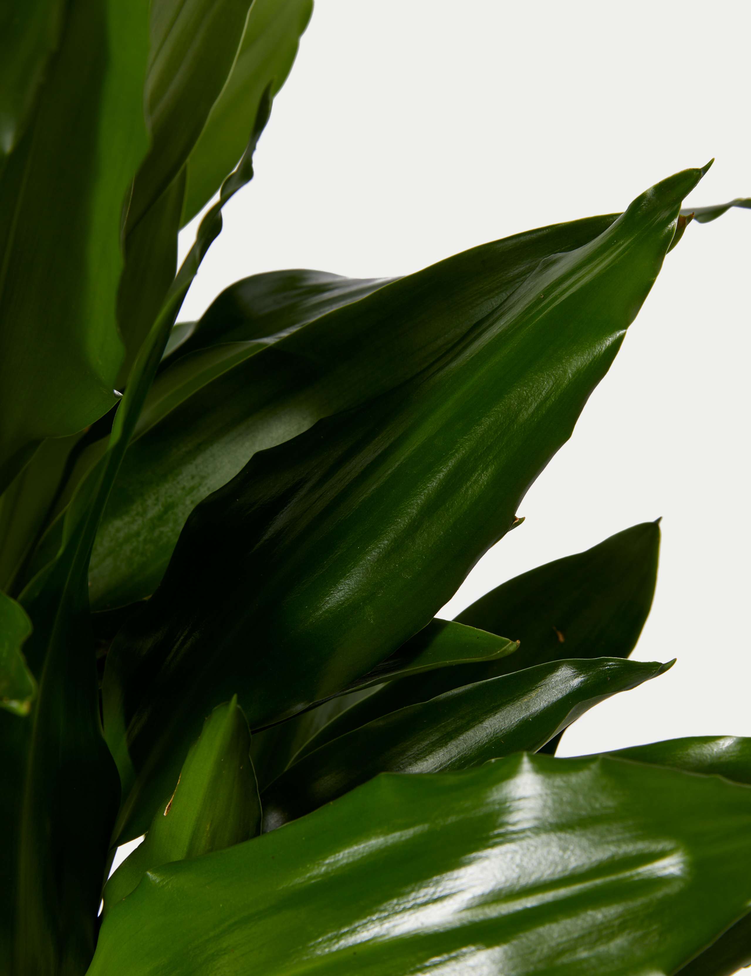 Extra Large Dracaena Plant with Woven Basket 3 of 4