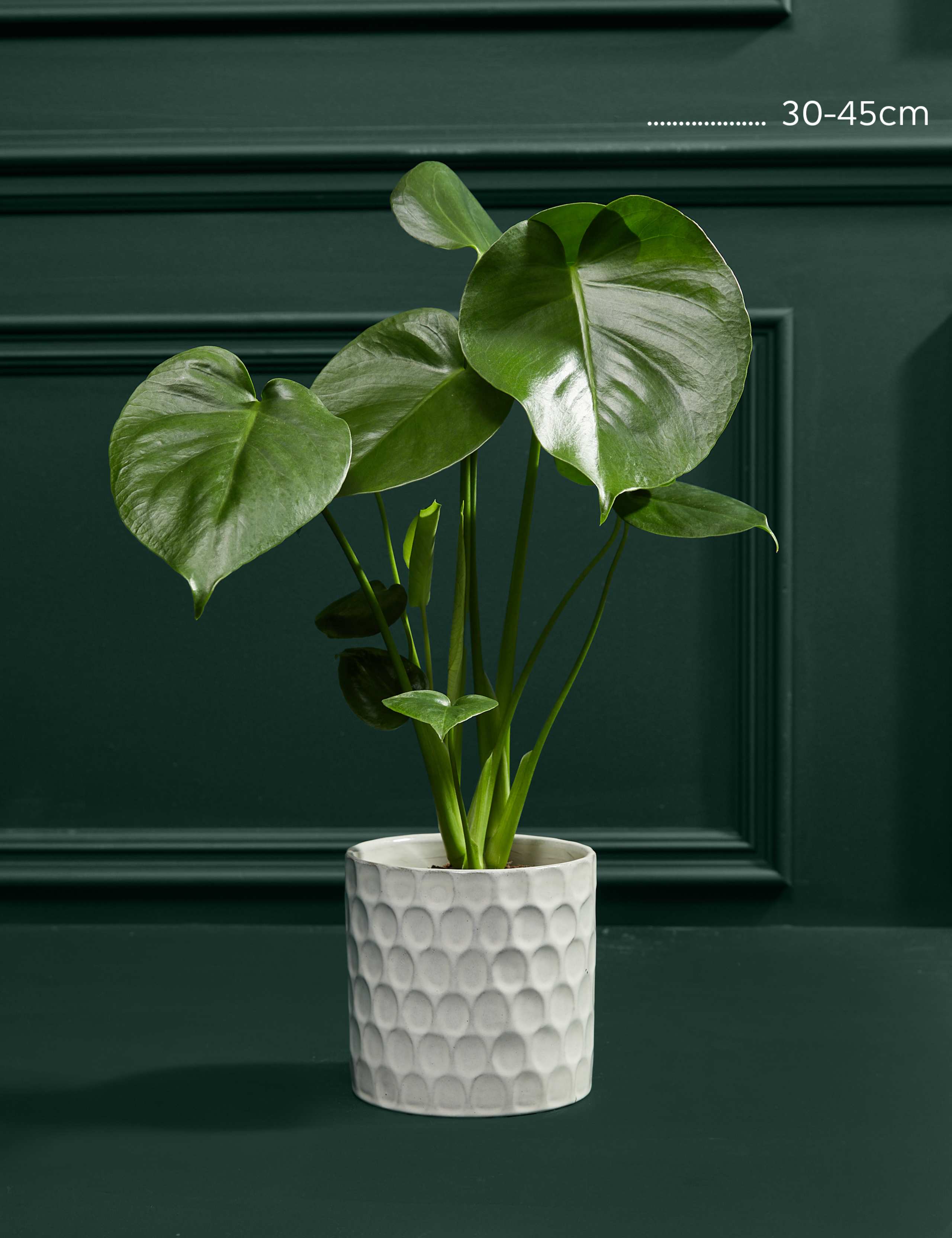 Medium Monstera (Swiss Cheese Plant) in Ceramic Pot 3 of 5