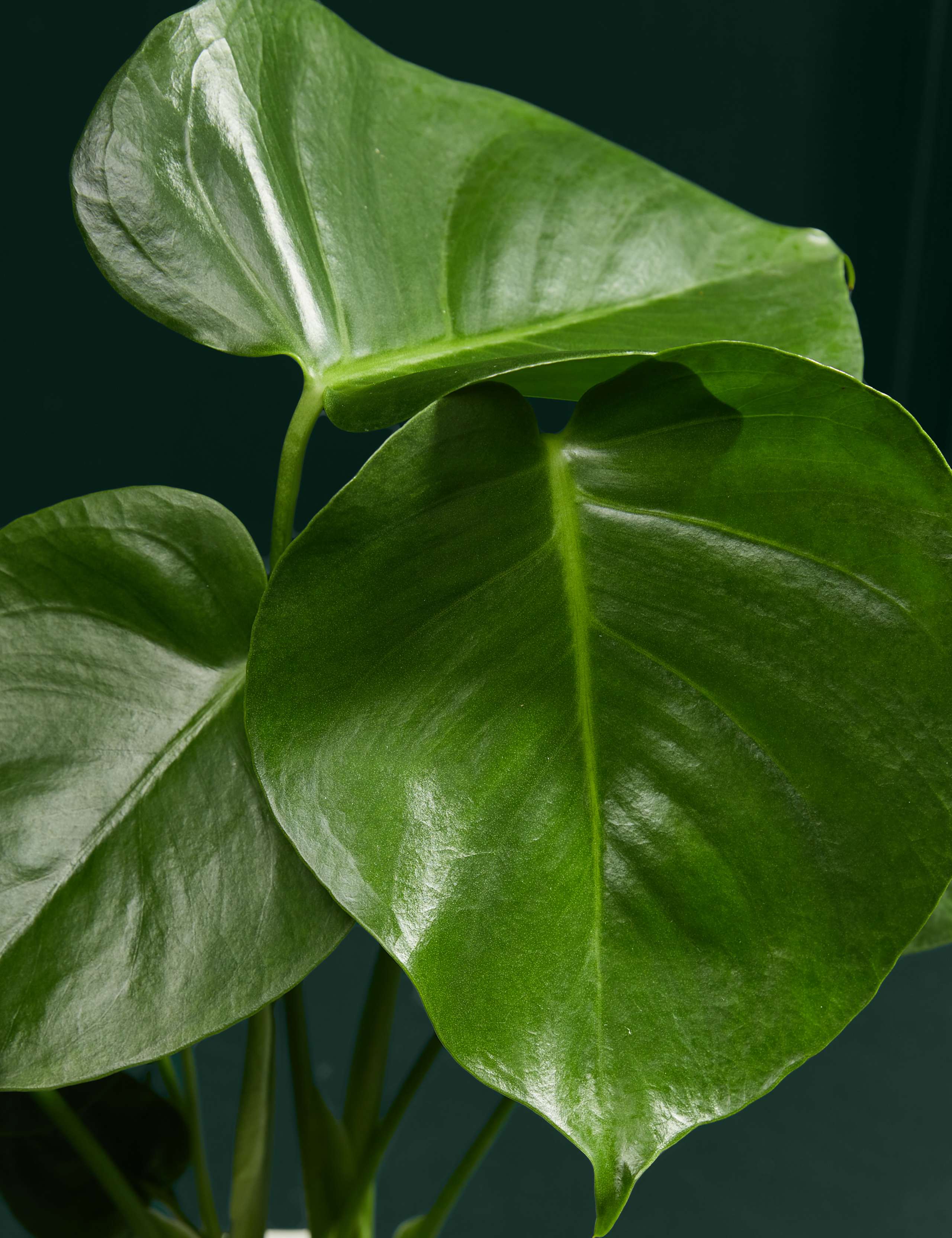 Medium Monstera (Swiss Cheese Plant) in Ceramic Pot 2 of 5
