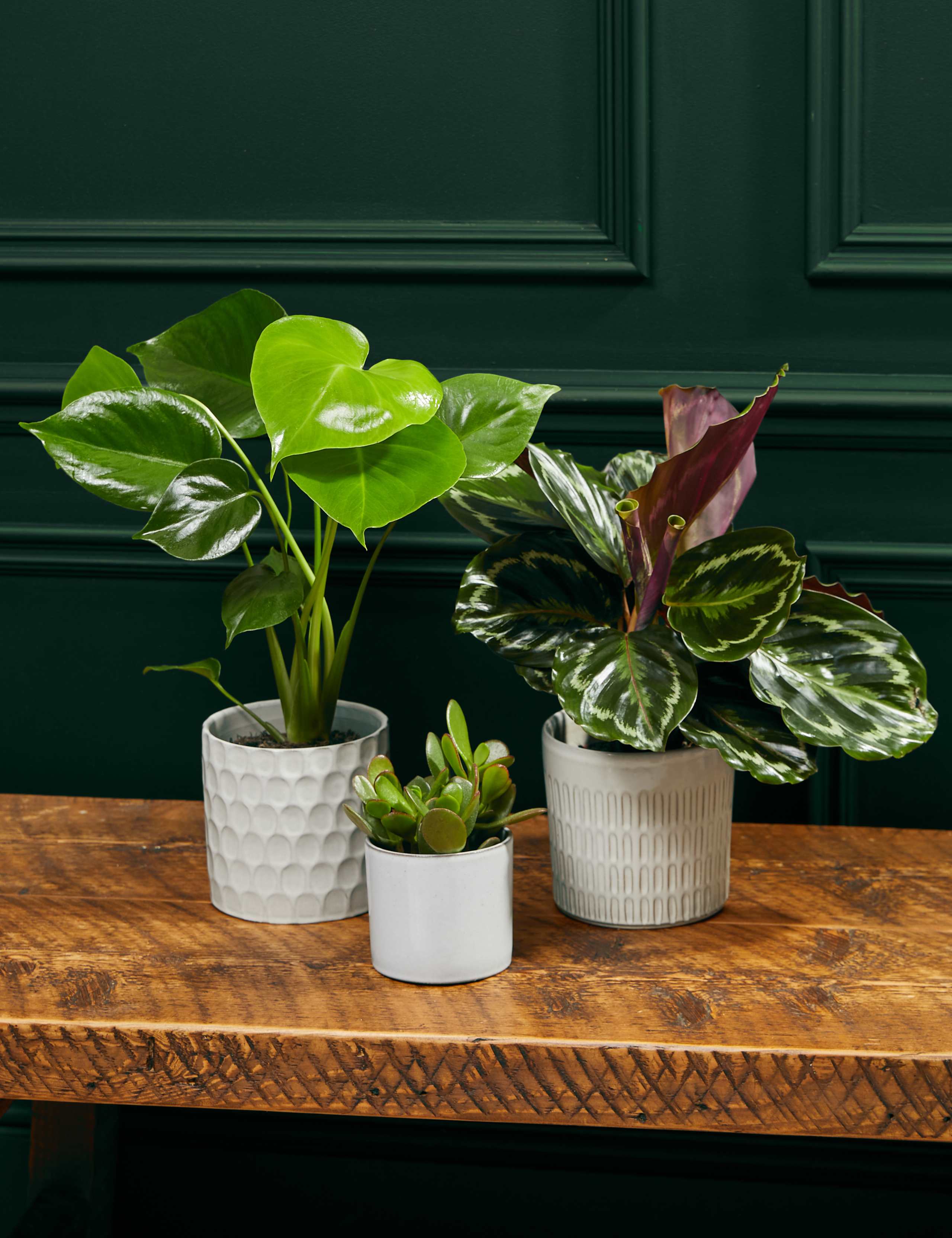 Beginners Green Plant Bundle 1 of 3