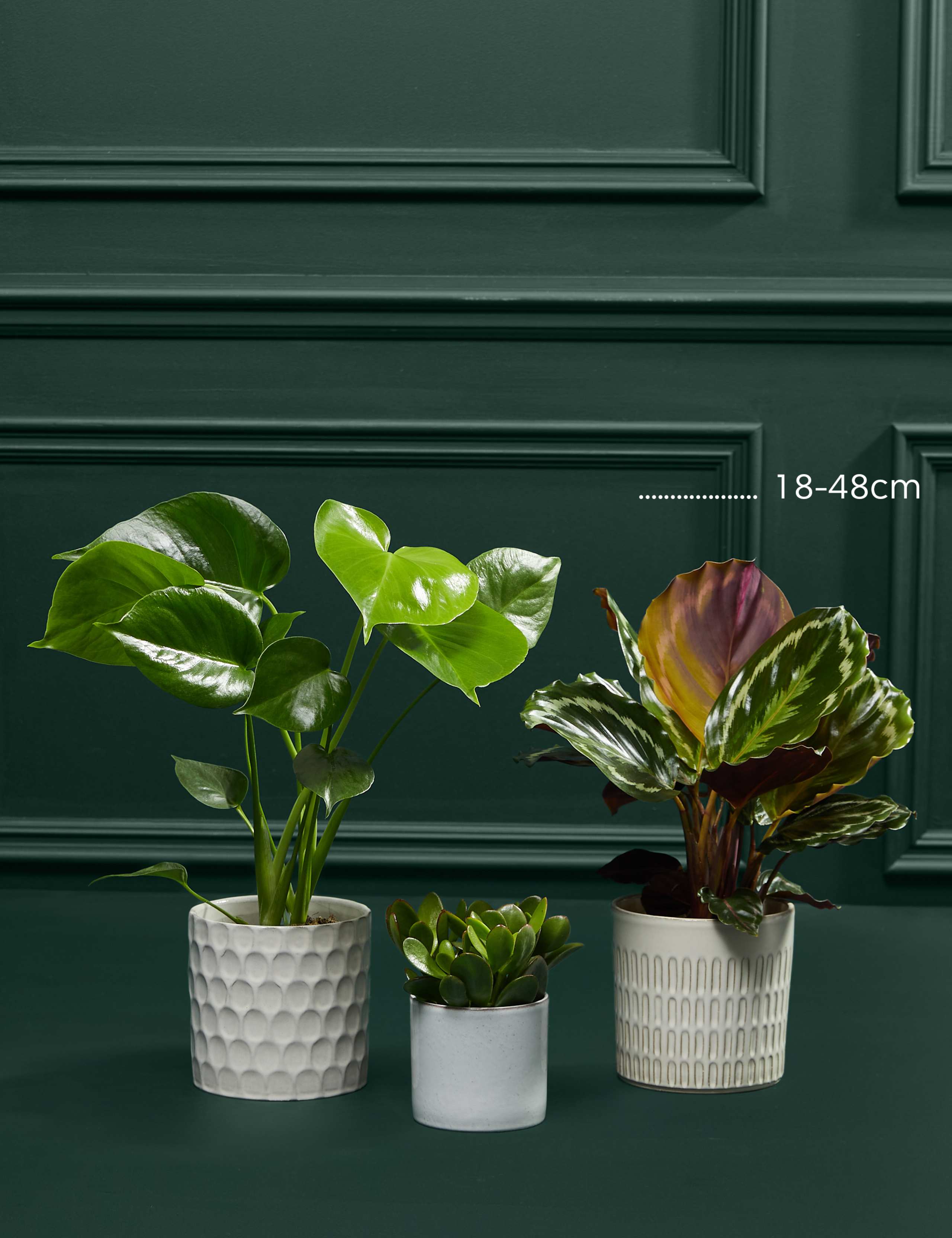 Beginners Green Plant Bundle 3 of 3