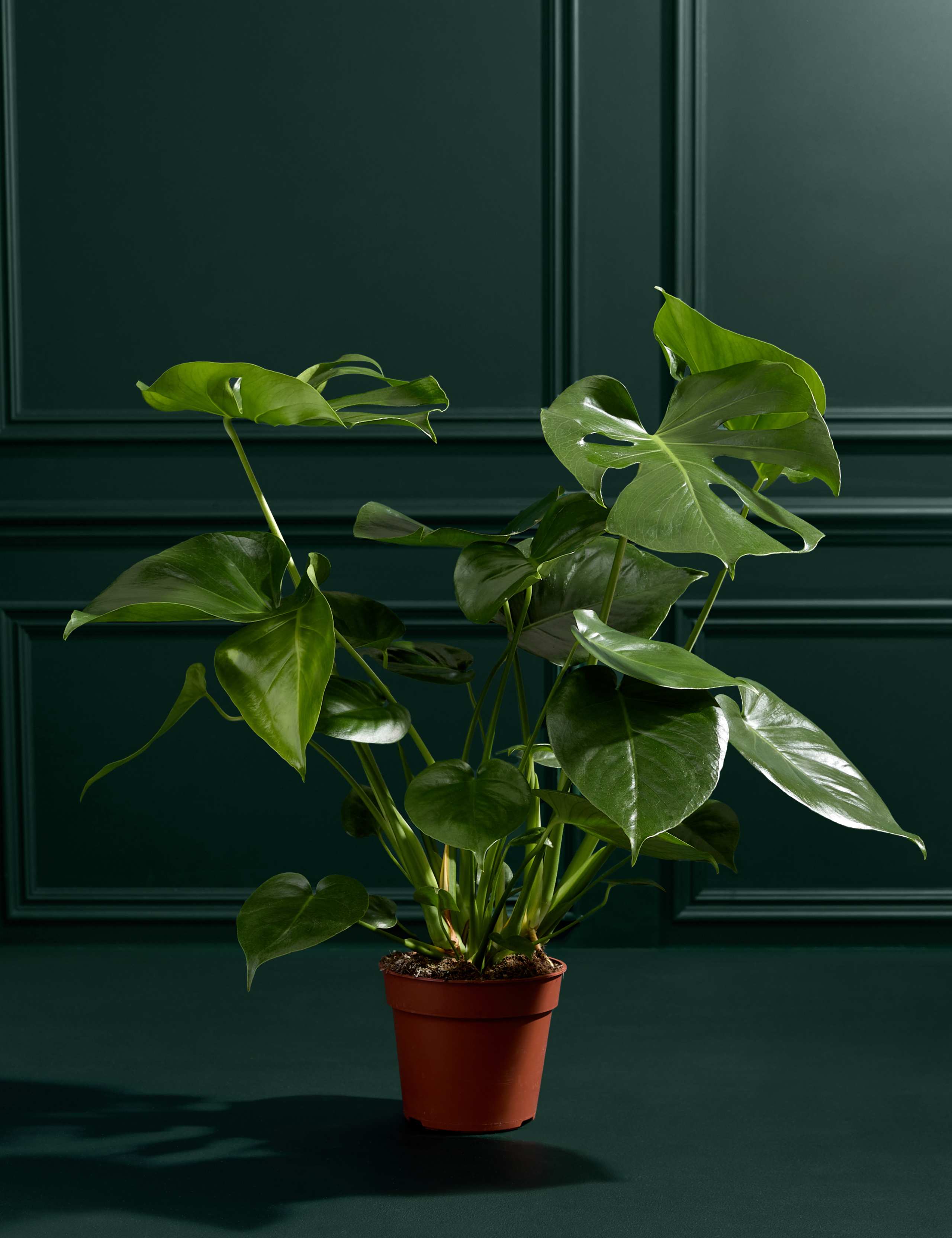 Medium Monstera (Swiss Cheese Plant) 1 of 5