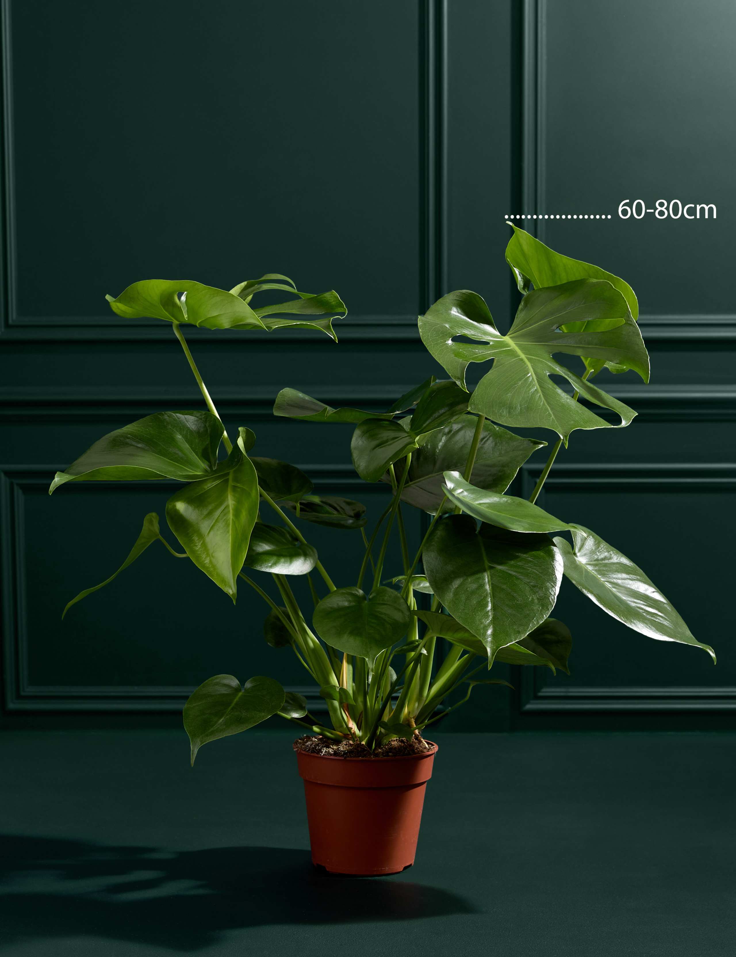 Medium Monstera (Swiss Cheese Plant) 3 of 5