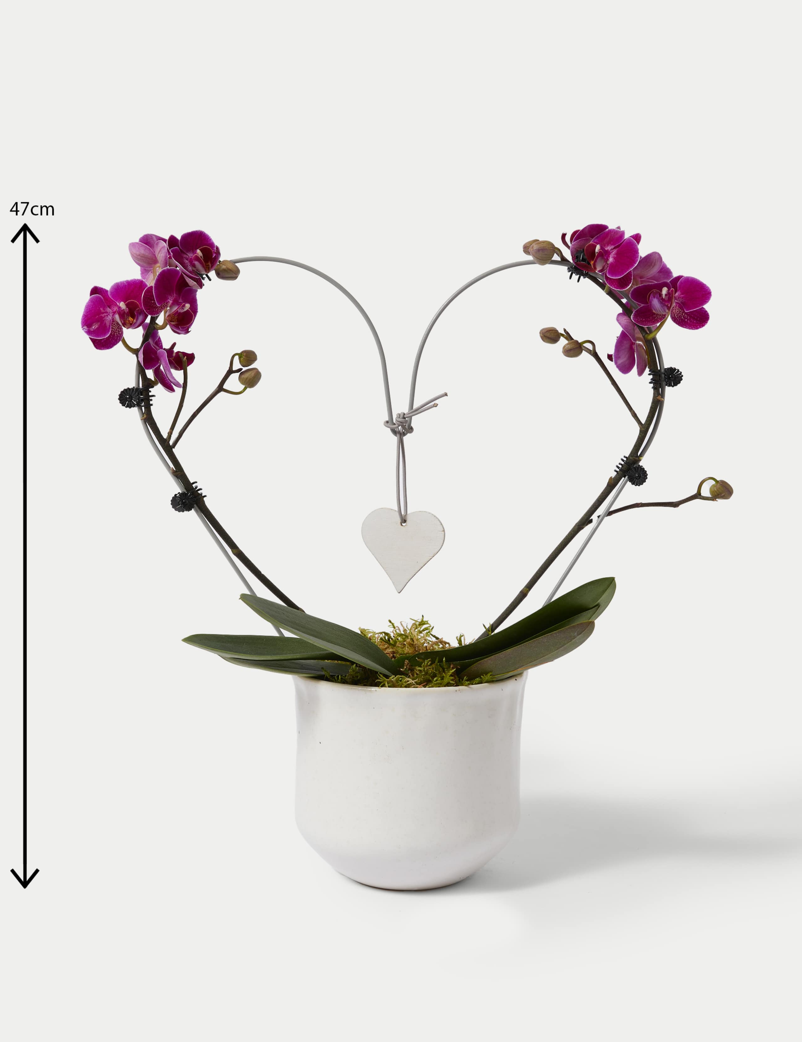 Amethyst Heart Orchid 2 of 4