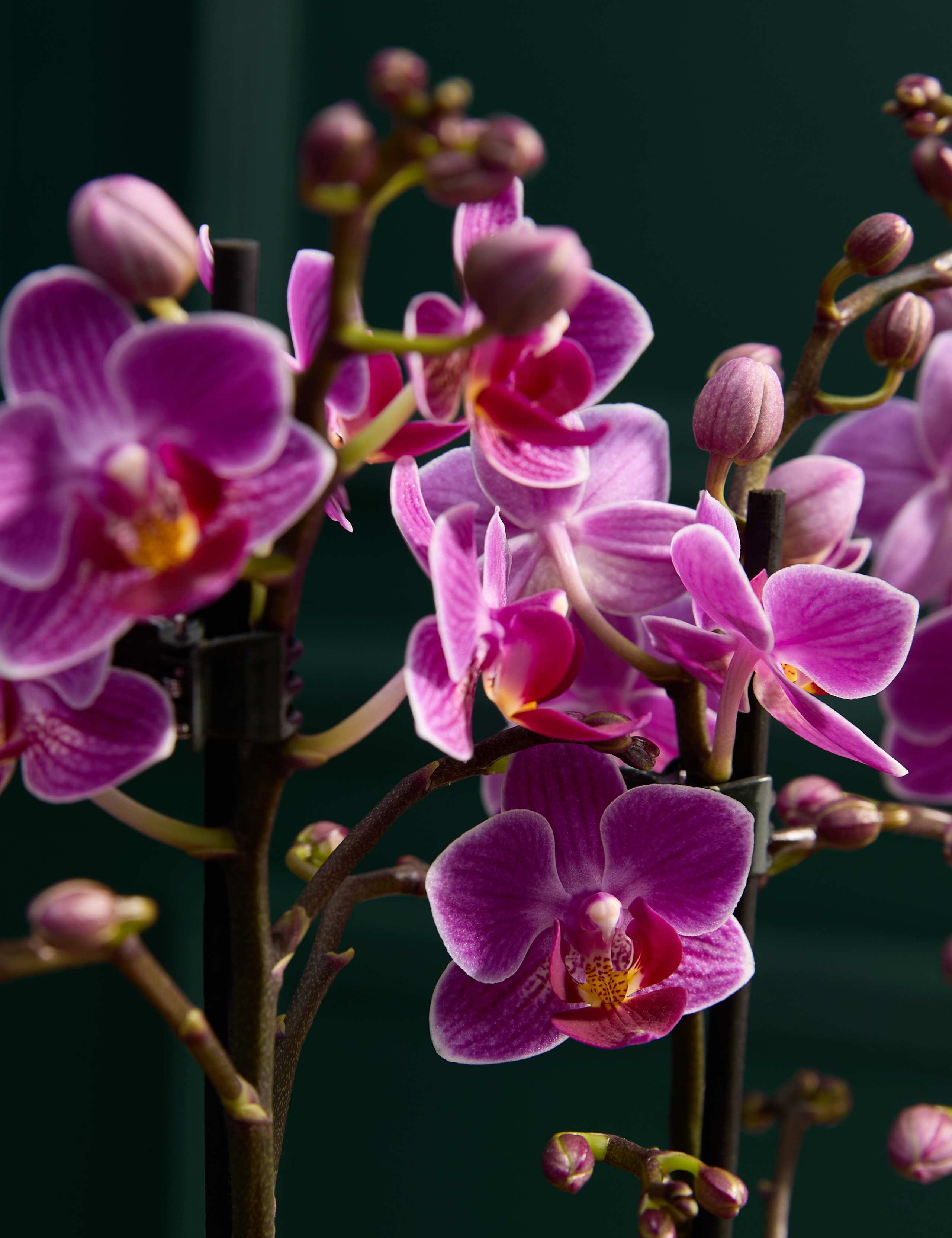 Miniature Phaelanopsis Orchid Planter in Ceramic Pot 2 of 5