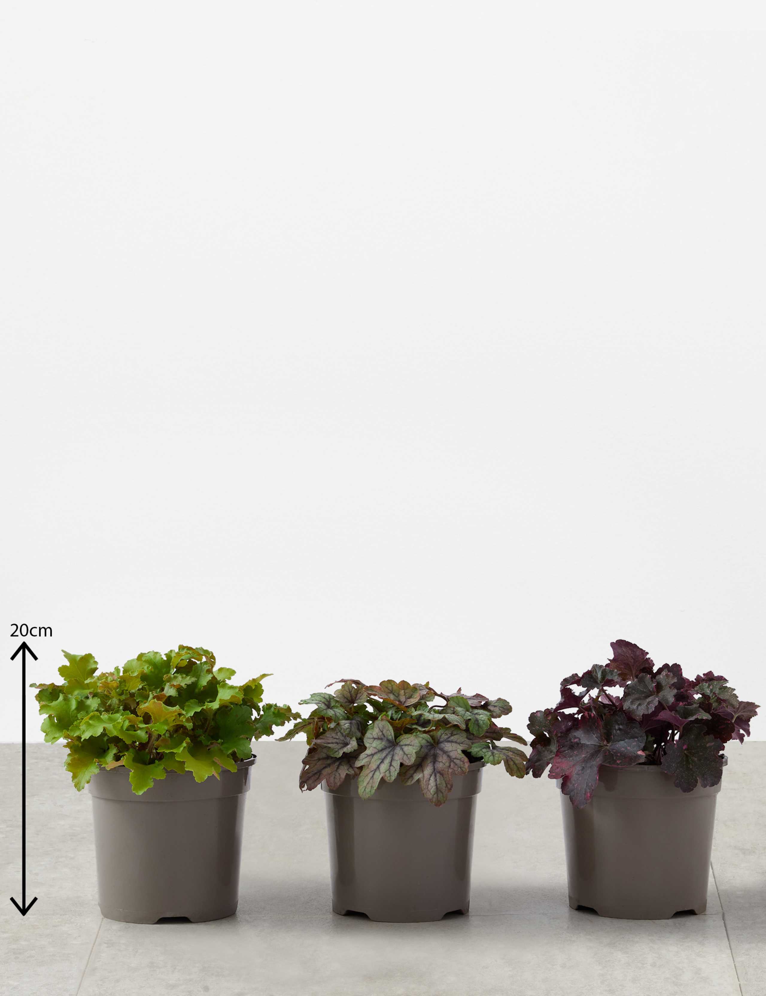 Heuchera Collection 3 of 4