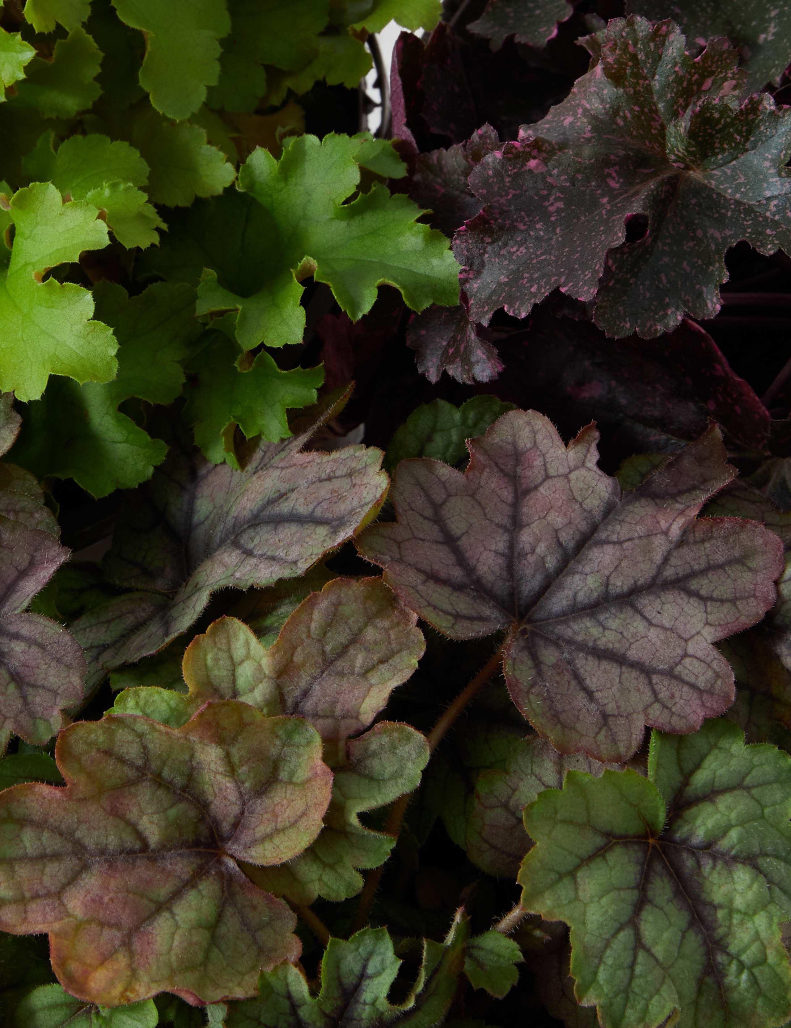 Heuchera Collection 4 of 4