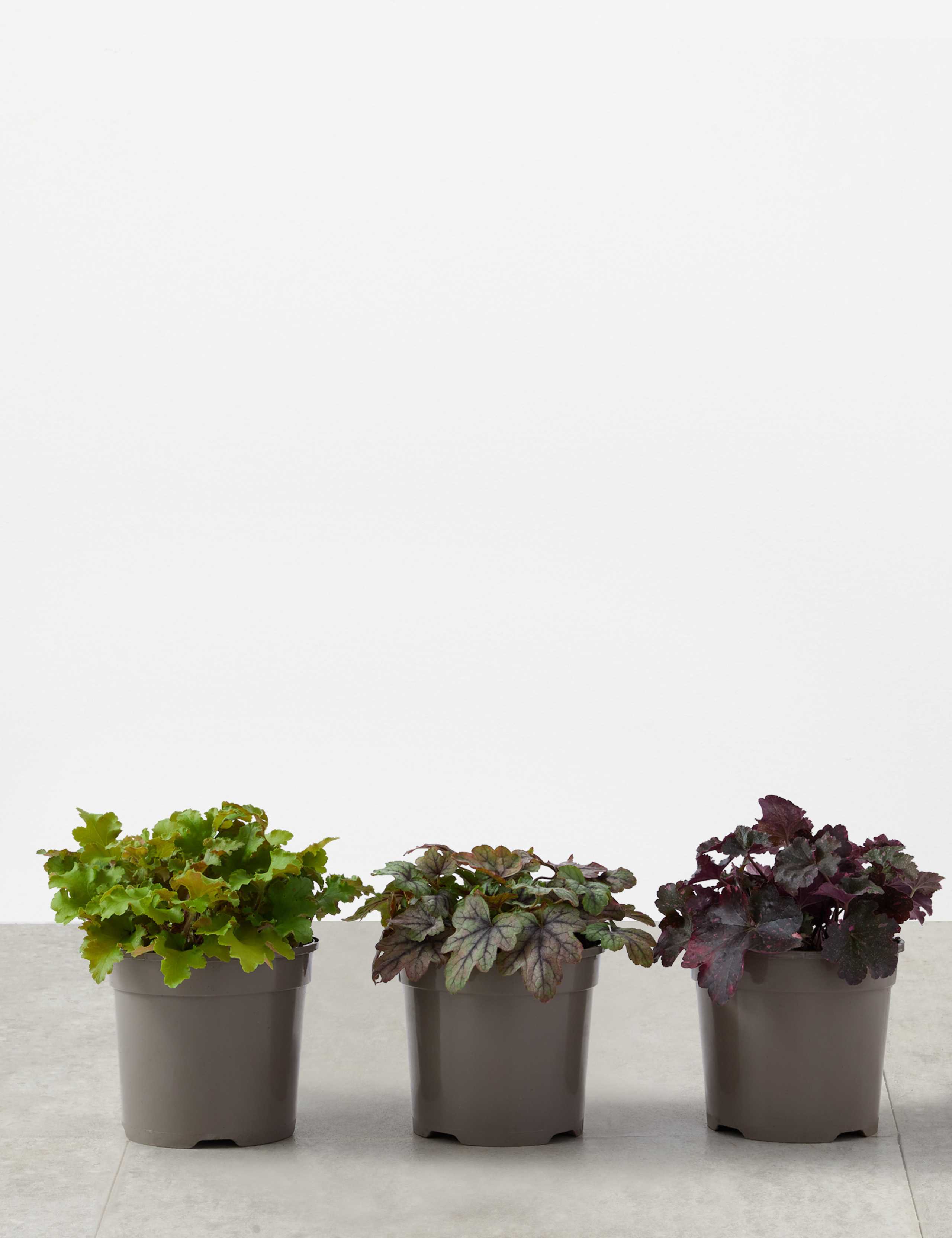 Heuchera Collection 2 of 4