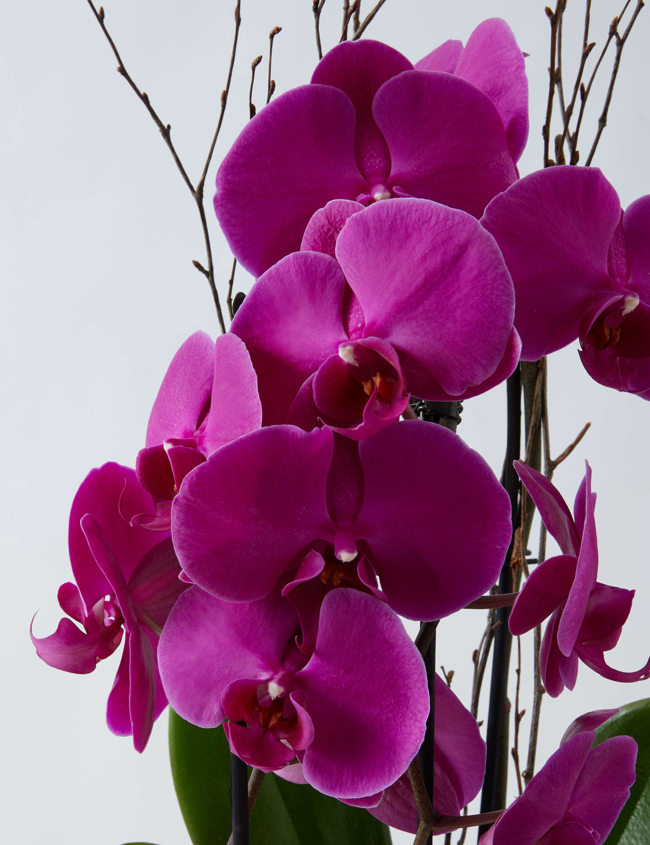 Luxury Purple  Phalaenopsis Orchid Cascade in Glass 4 of 4